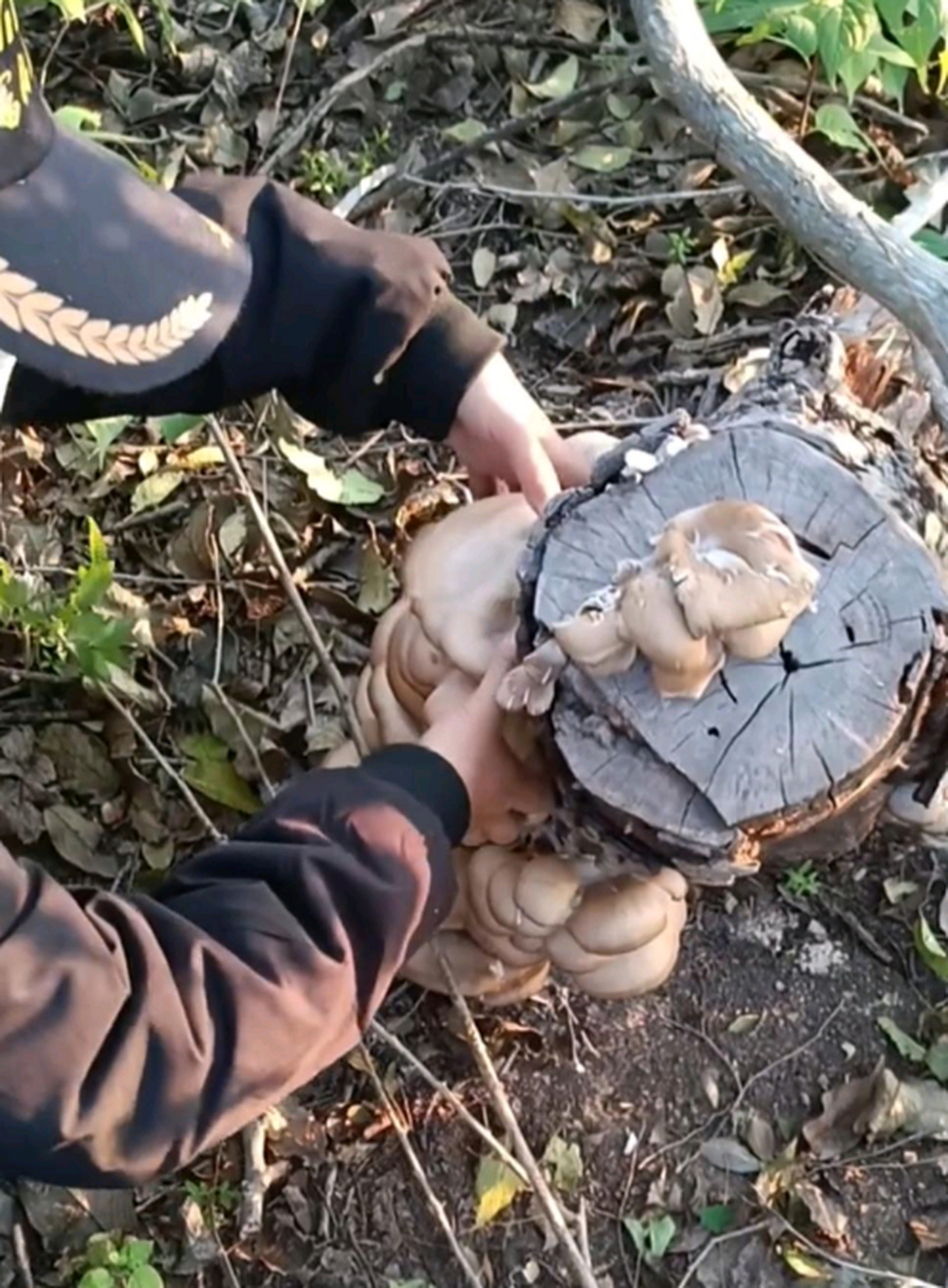 树上长的蘑菇能吃吗图片