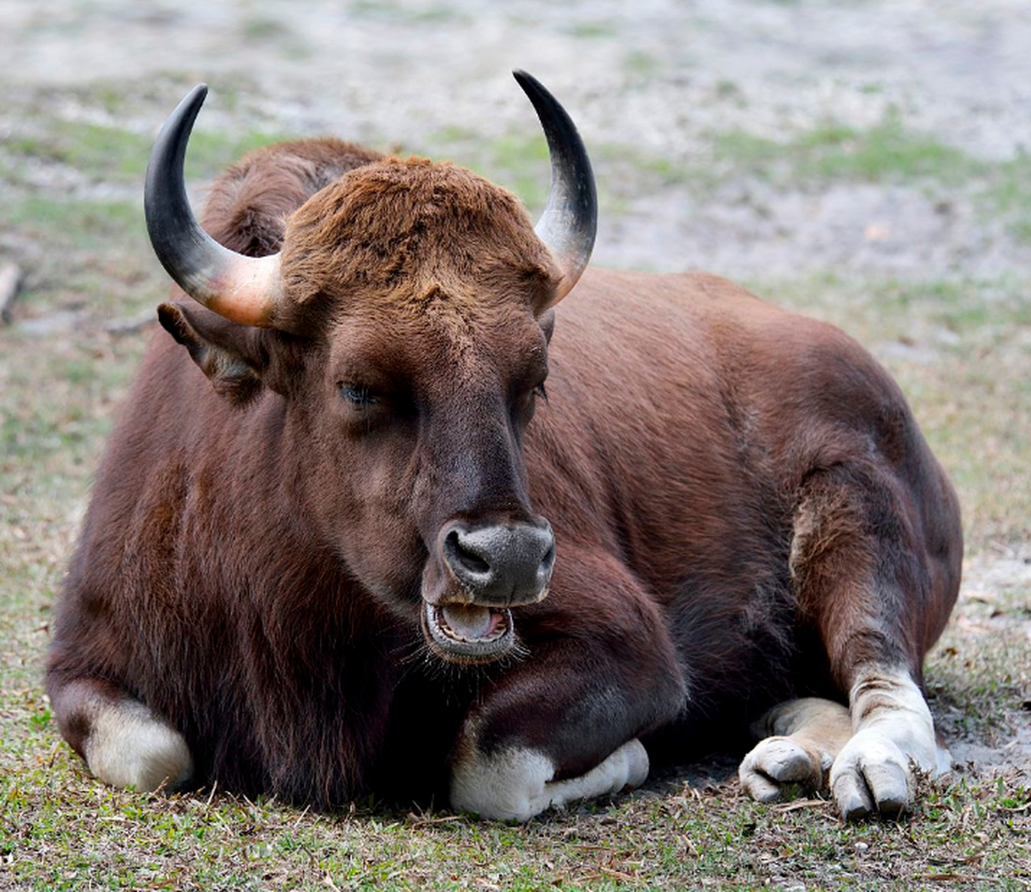 地球上最凶猛的动物 野牛(非洲水牛当代表)非洲水牛也称非洲野牛,是