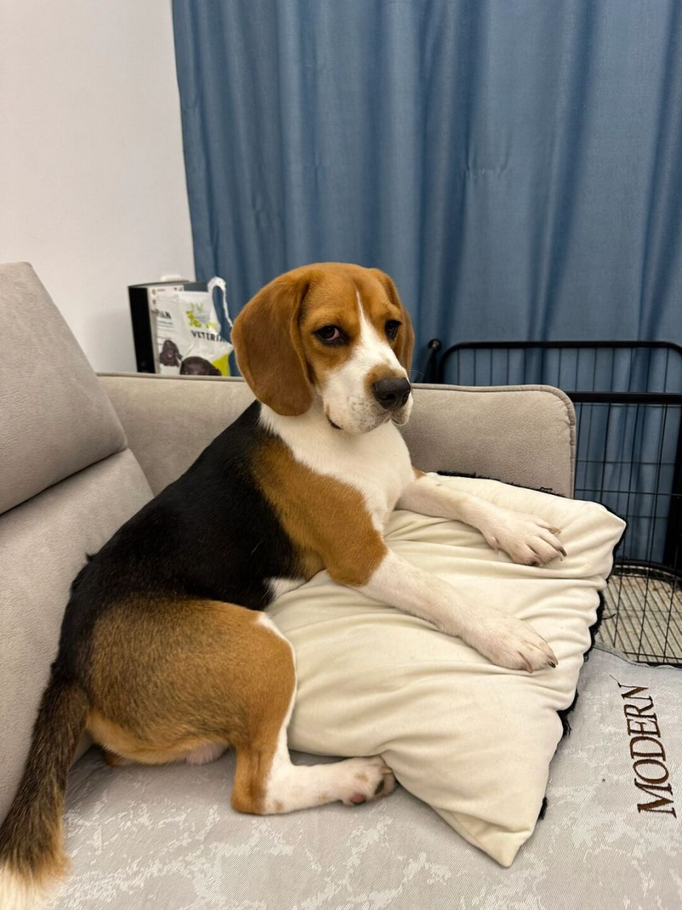 比视你  #比格日常 #比格 #比格犬 #比格犬受害者联盟