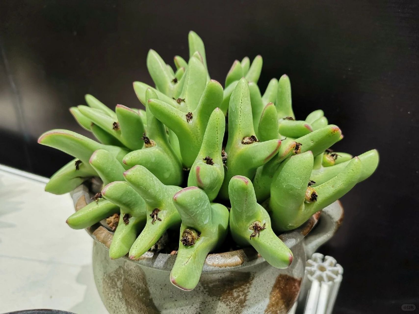 闯入我生活的新奇植物[话题]# #多肉[话题]# #多肉植物[话题]