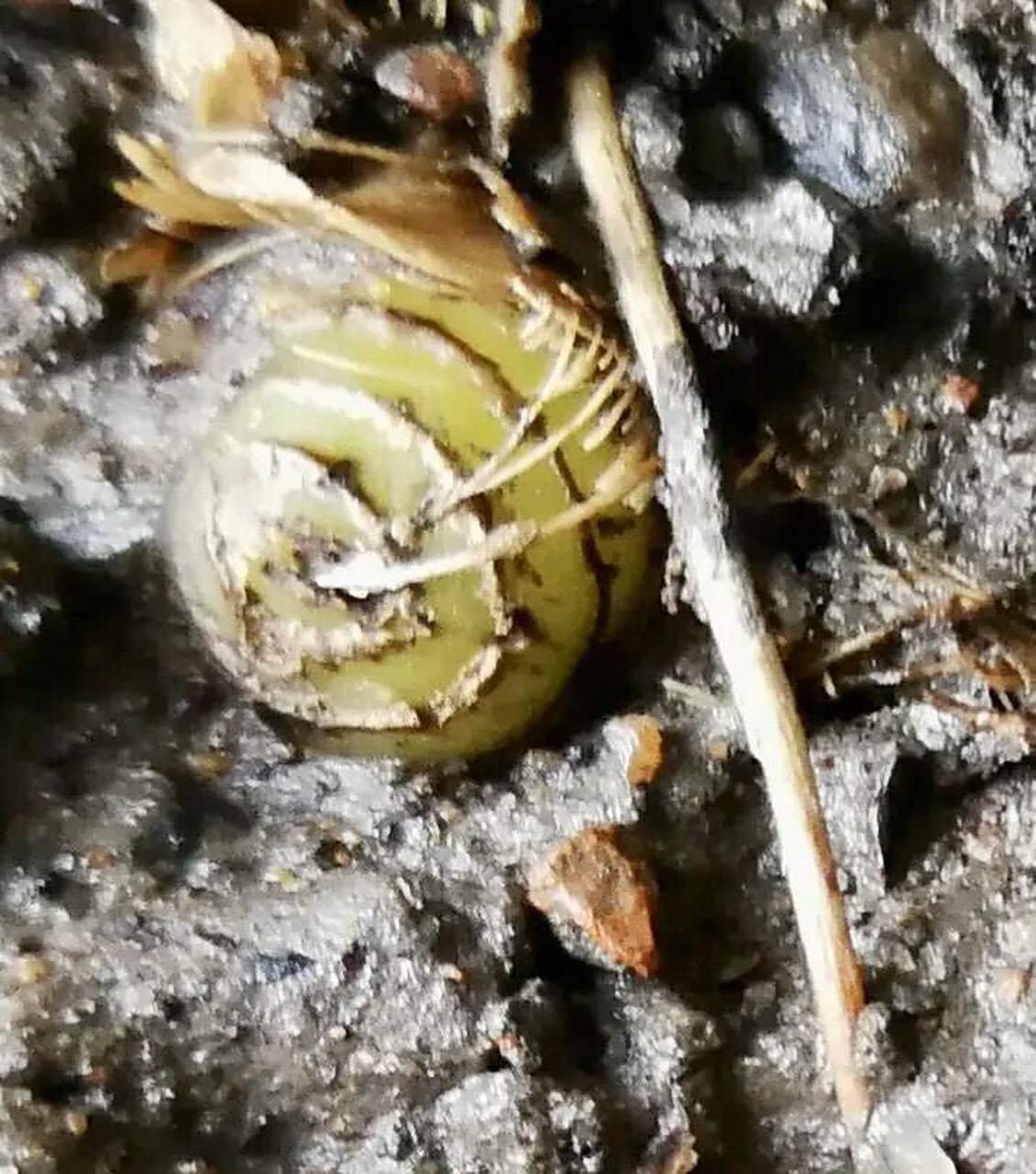 兰花的假鳞茎也俗称芦头,位于兰花叶片和根系的交接处,也就是我们叶片