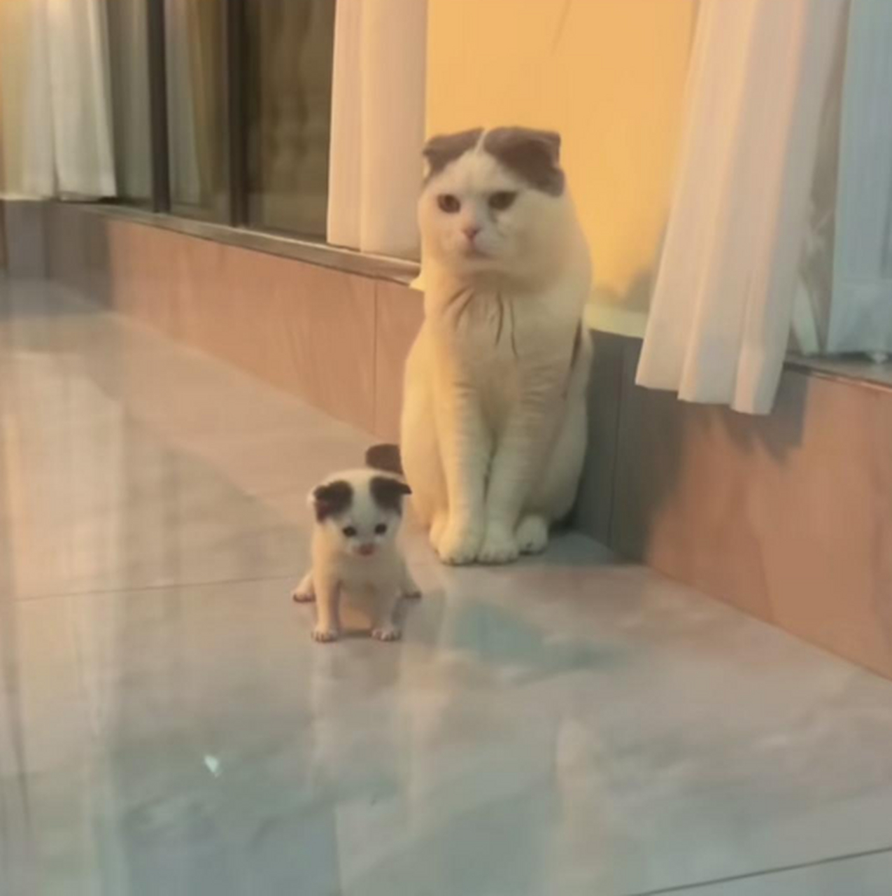 喵崽子完美遗传了猫妈妈的中分发型[偷笑]