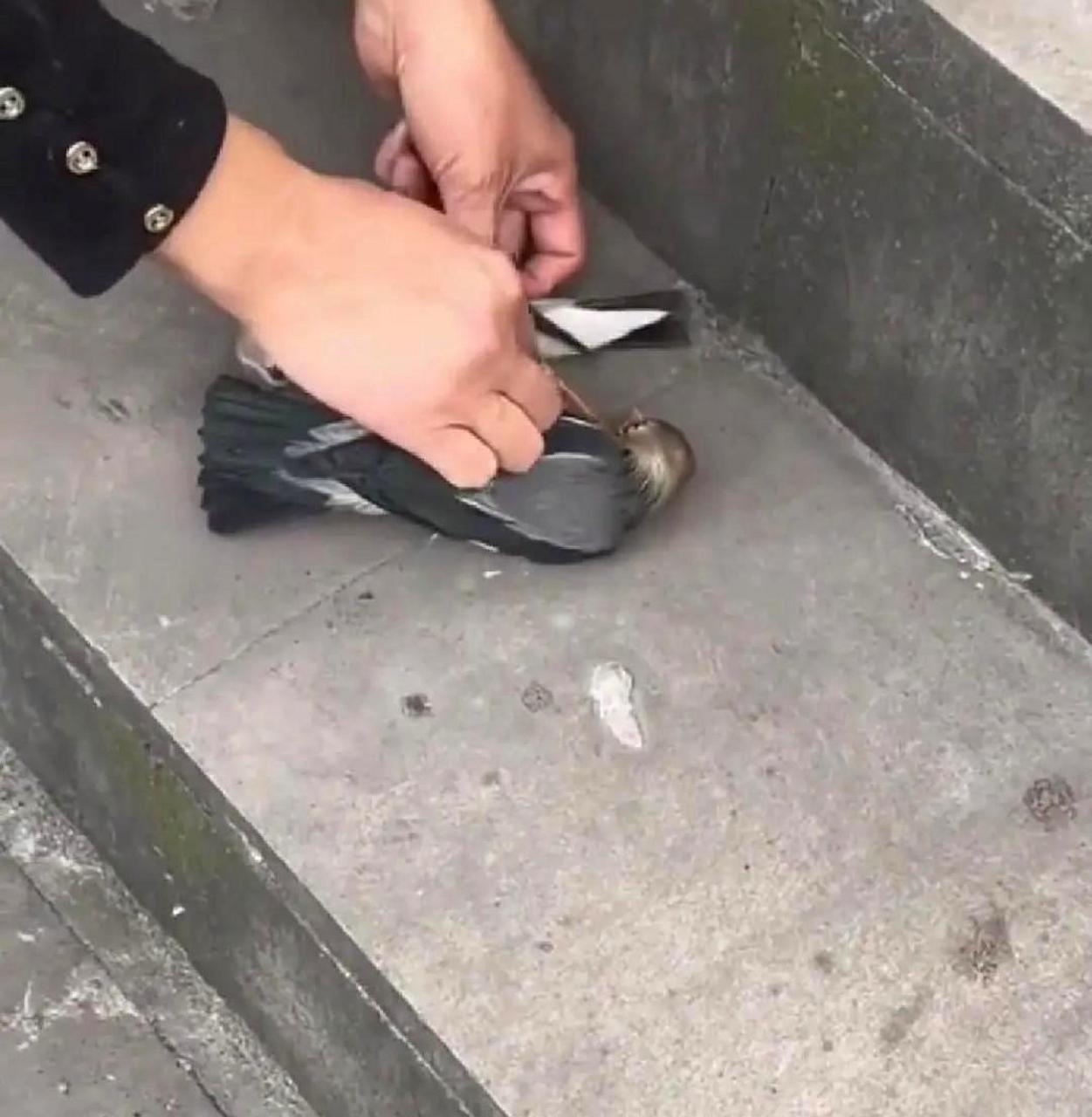 虐待小鸟的人用胶水粘它们太残忍了!