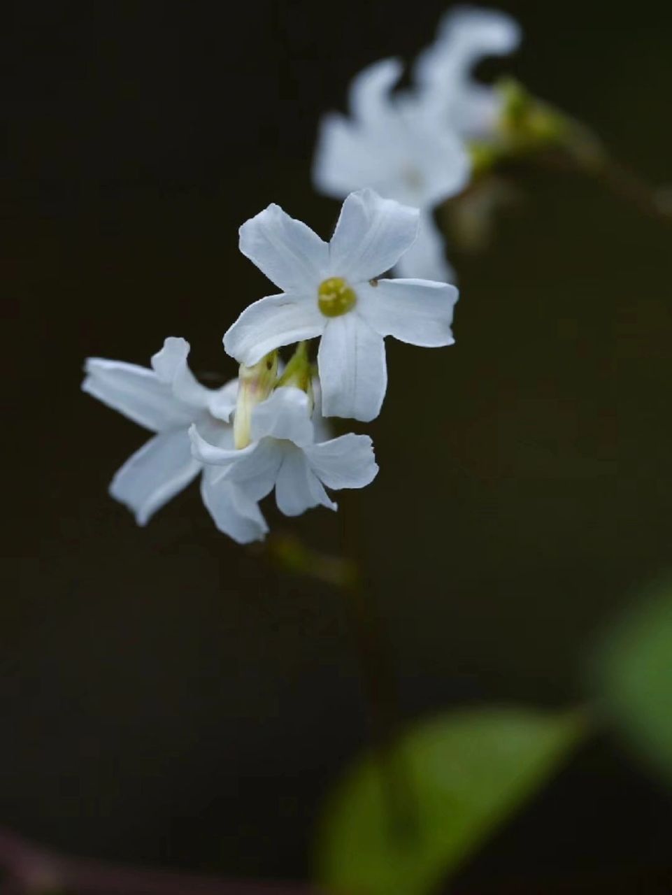 飞蛾藤,正在加载螺旋桨,山坡荒地上,缠绕盛开着许多白色的小花.