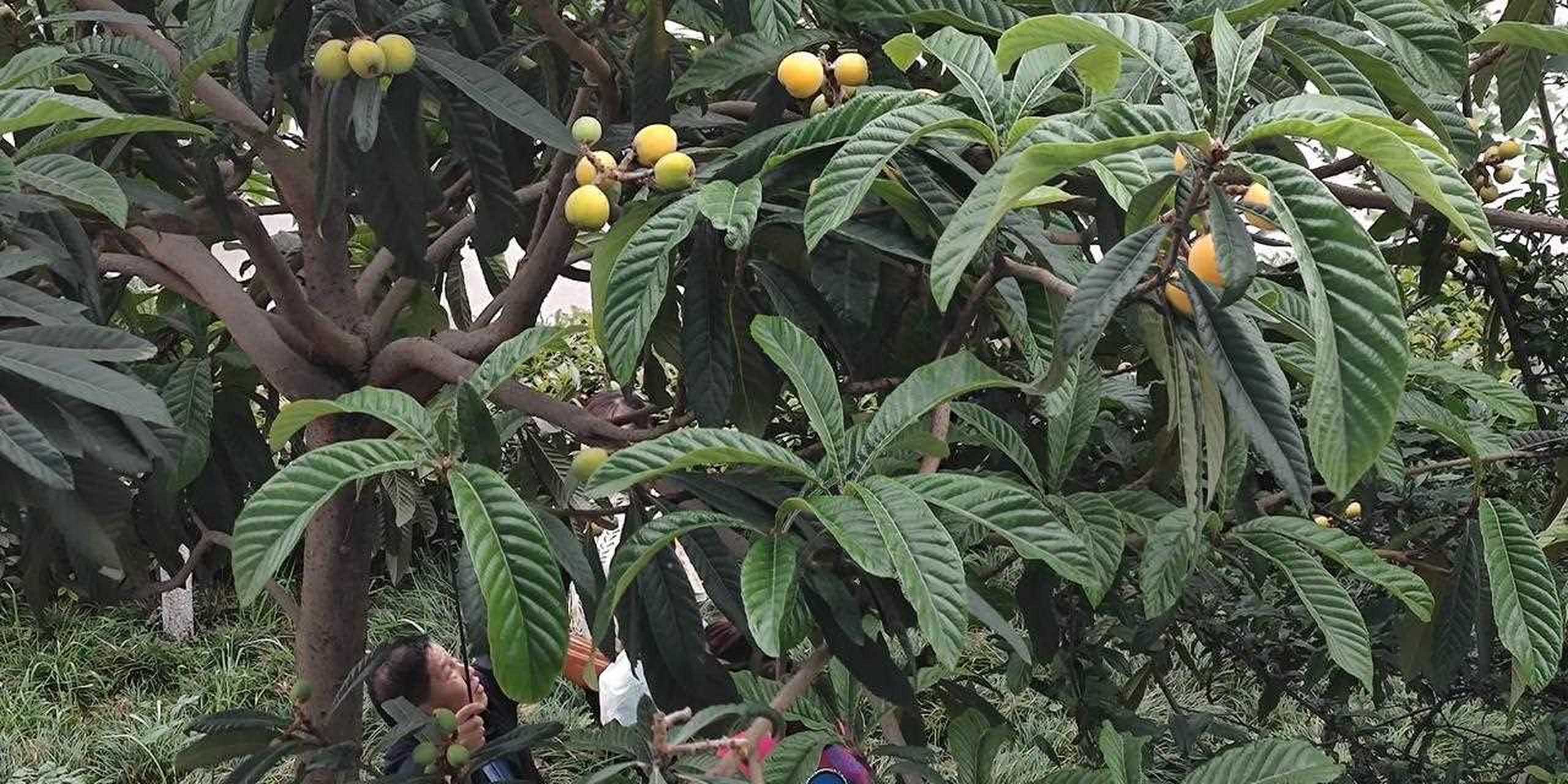 枇杷苗几年可以结果