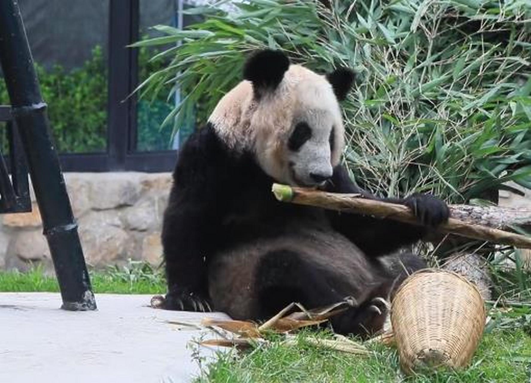 大熊猫"丫丫"最新近况,8月8日,北京动物园在社交平台分享了一段丫丫的