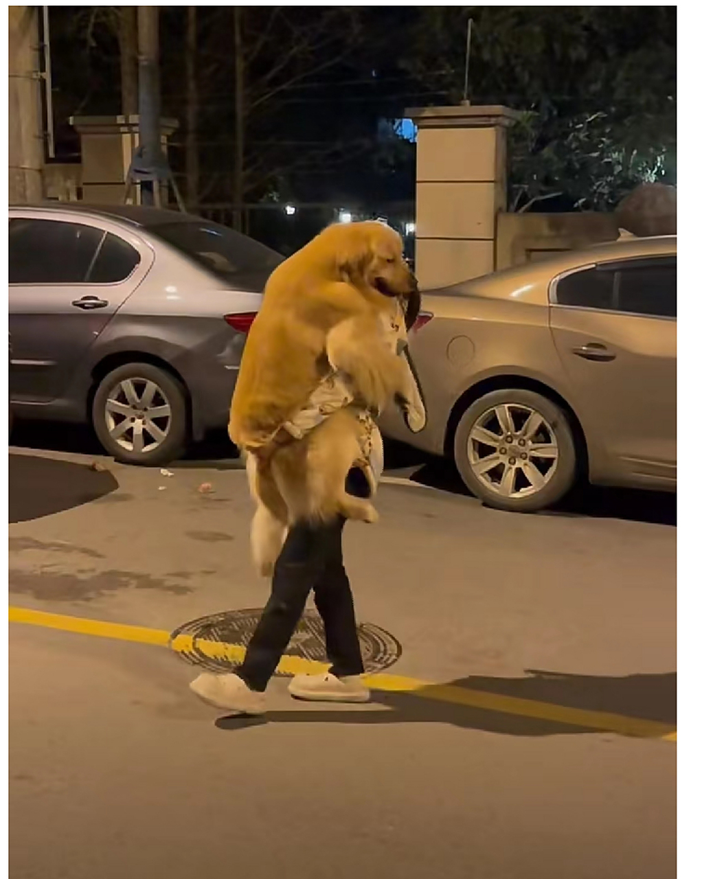 这是人遛狗还是狗遛人.