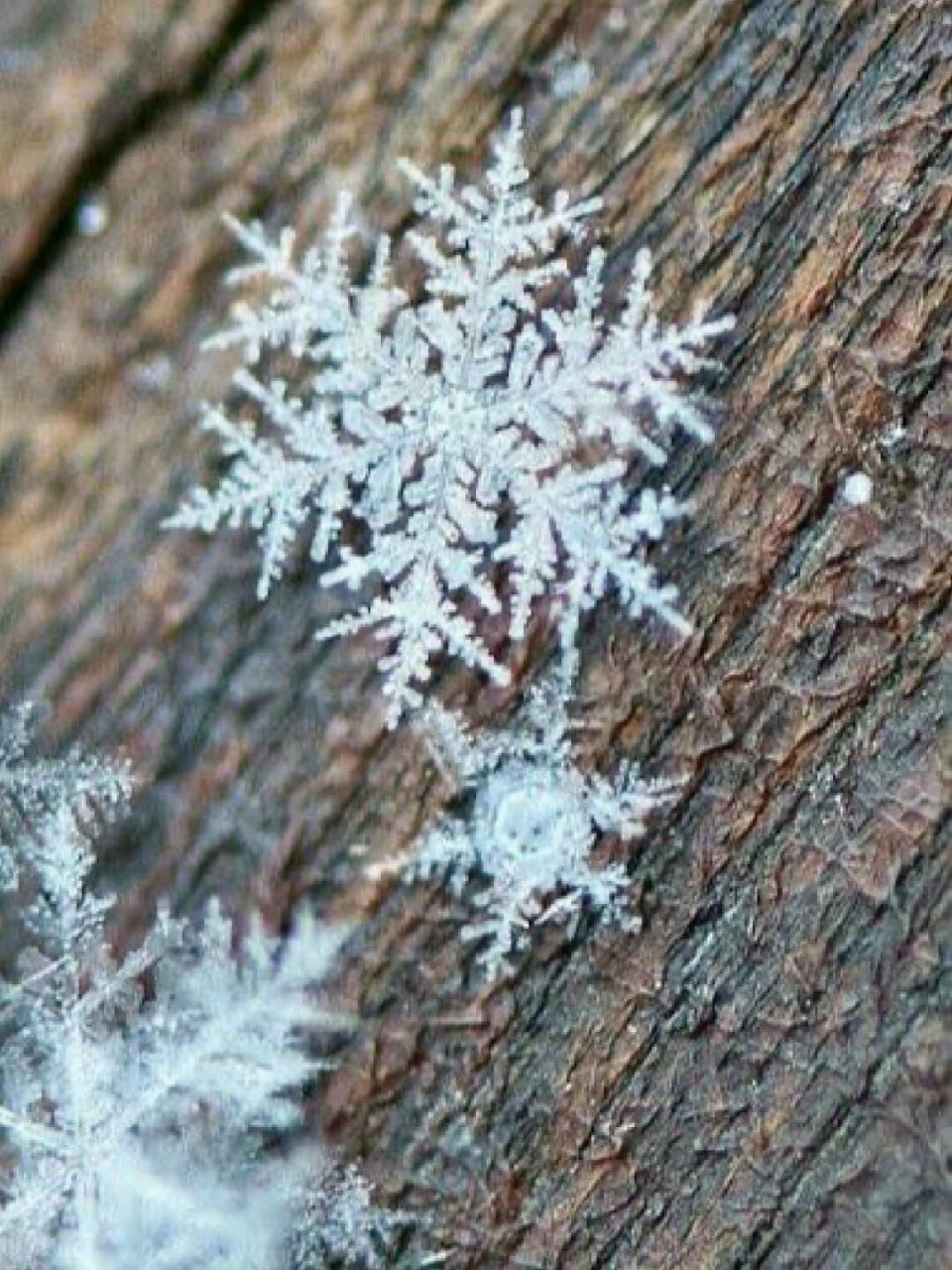 动森小动物雪花图片