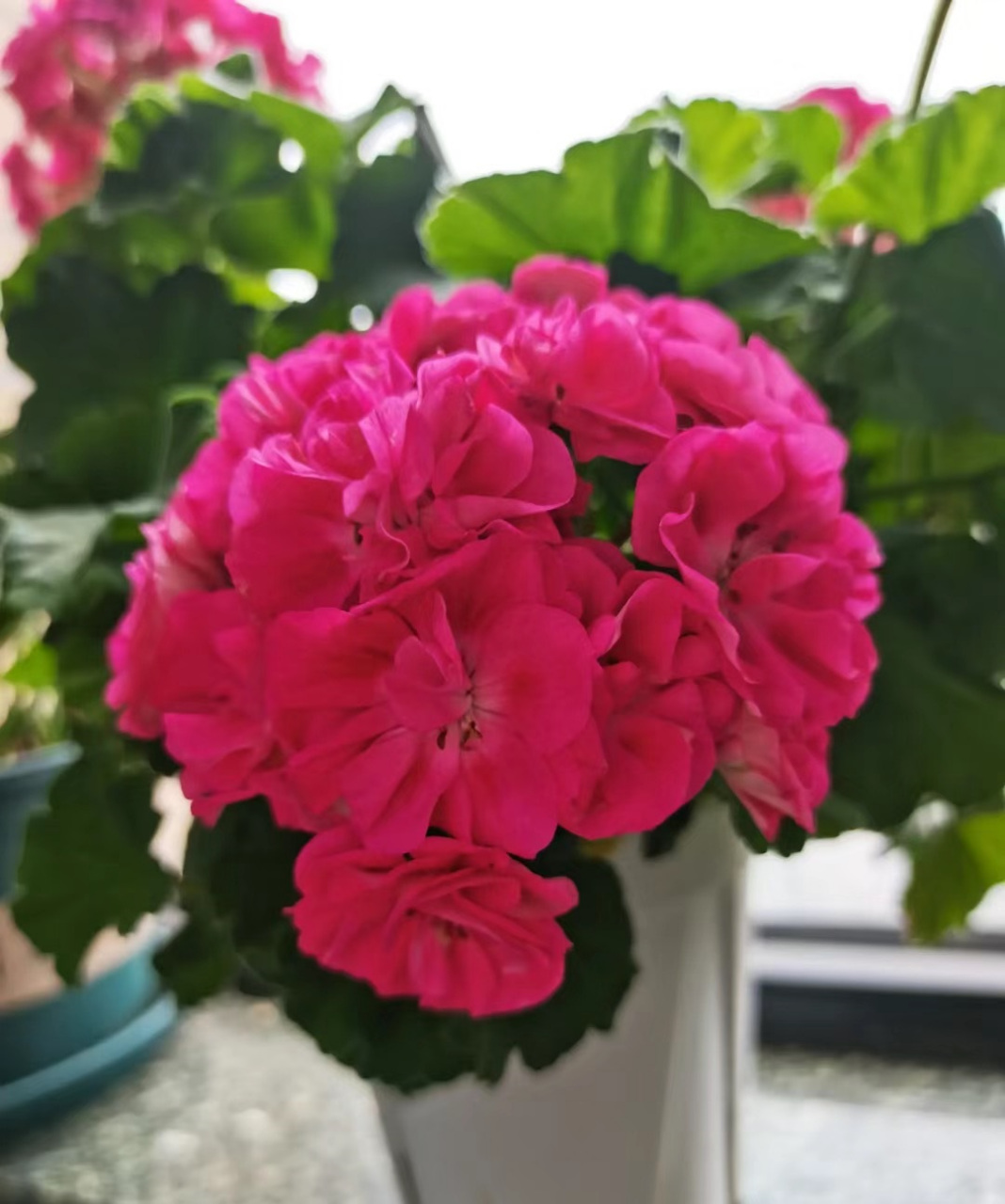 秋天,是天竺葵的"主场",给大家介绍一个很值得养的品种——罗莎琳达