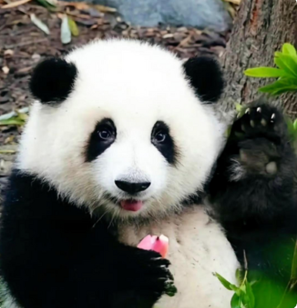 大熊猫的样子图片