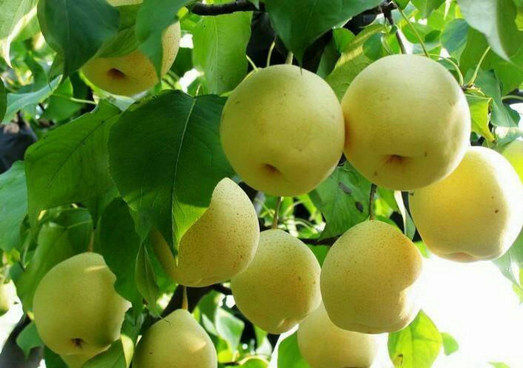 南阳特产—博望坡黄金梨 博望坡黄金梨外观美丽,形圆色黄,果皮光滑