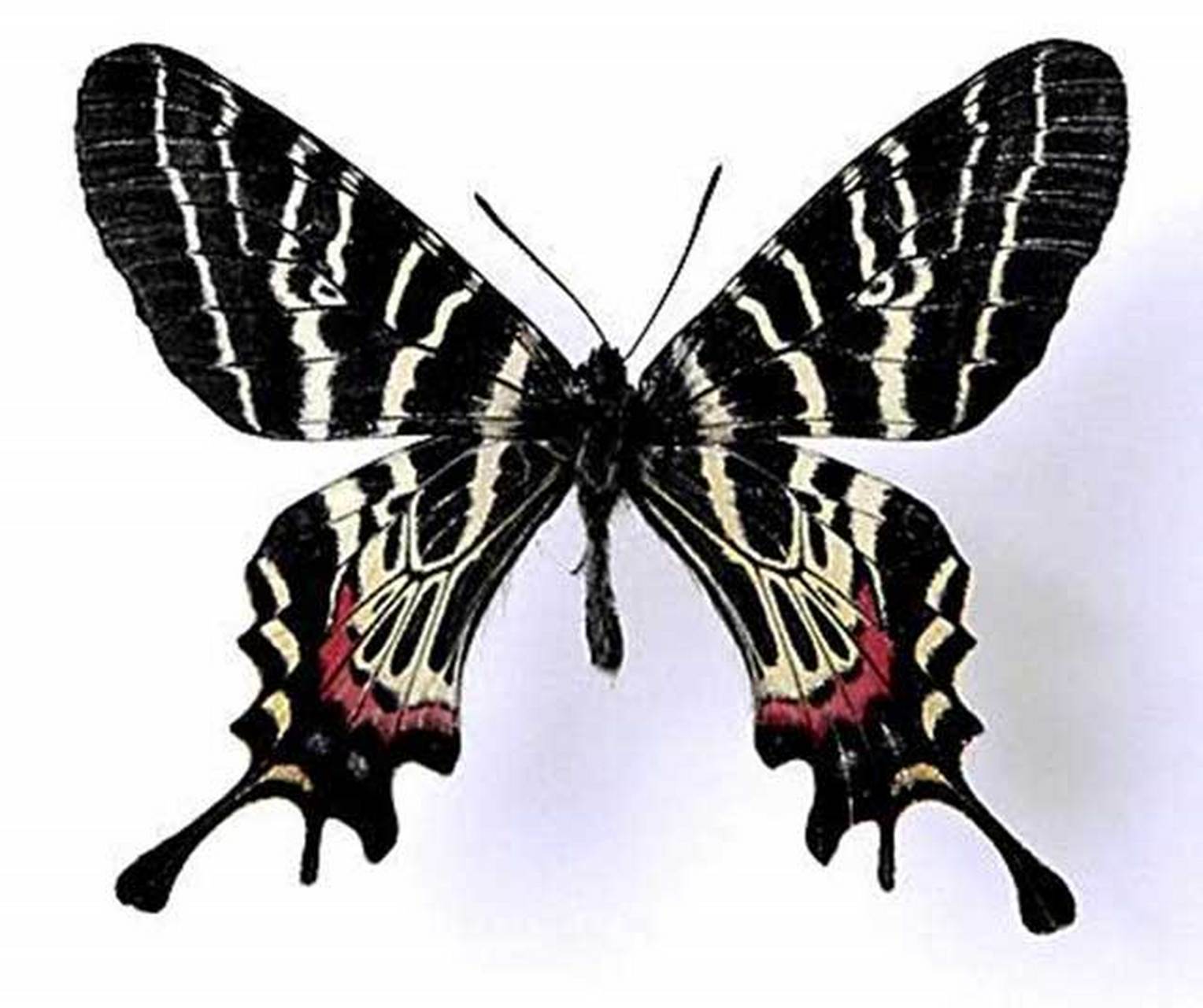 最阳光的珍稀蝴蝶:双尾褐凤蝶.