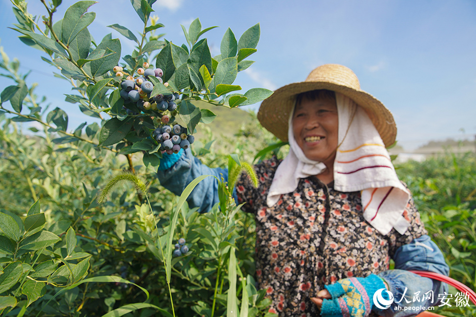 当下,正值蓝莓采摘旺季,在安徽省怀宁县黄墩镇某蓝莓种植基地,一簇簇