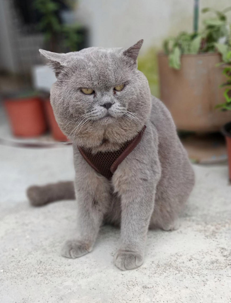 这是猫好霸气呀,就是发腮有点严重