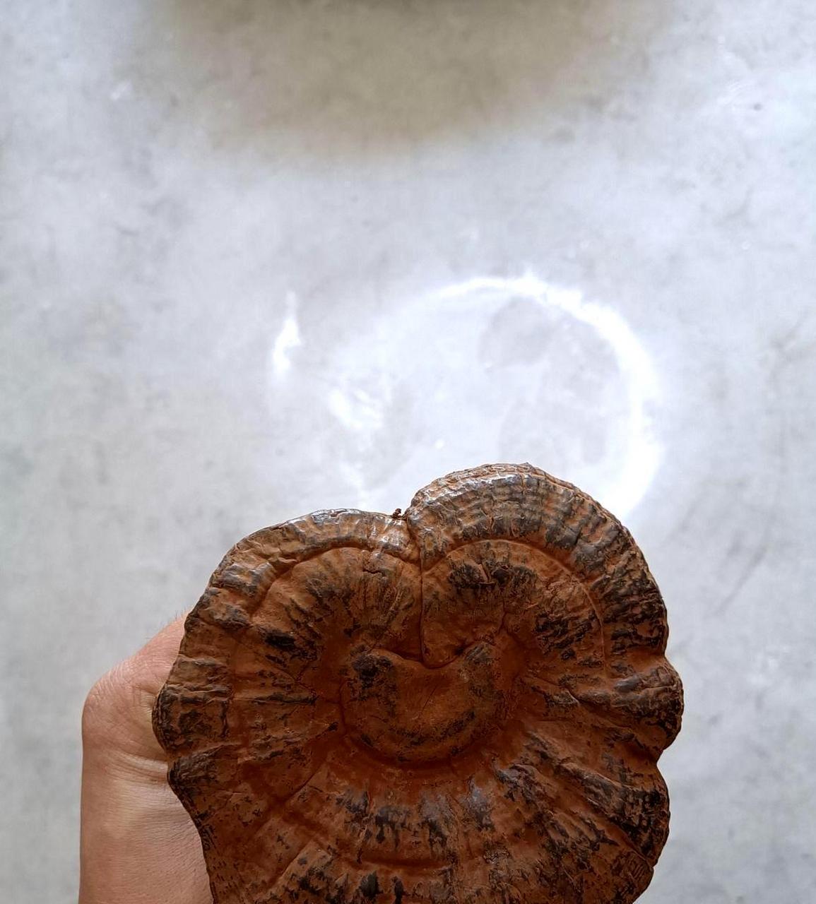 这是千年的灵芝吗?