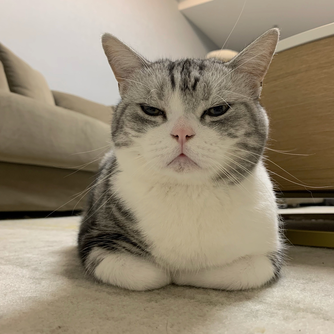 小猫咪揣手手也太可爱啦!呆呆萌萌的!