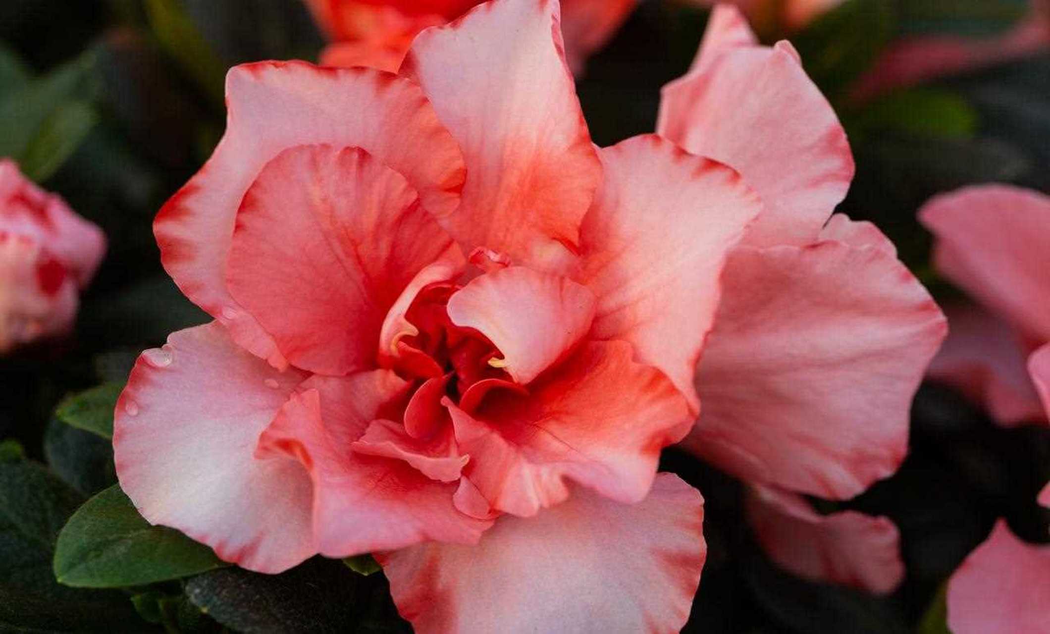 杜鹃小桃红,在日渐转冷的里,悄悄开了,而且开得很是娇俏.