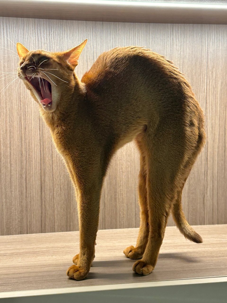 阿比西尼亚猫打哈欠三连,困死喵啦~~[睡觉] 表情管理可以切换自如哈哈