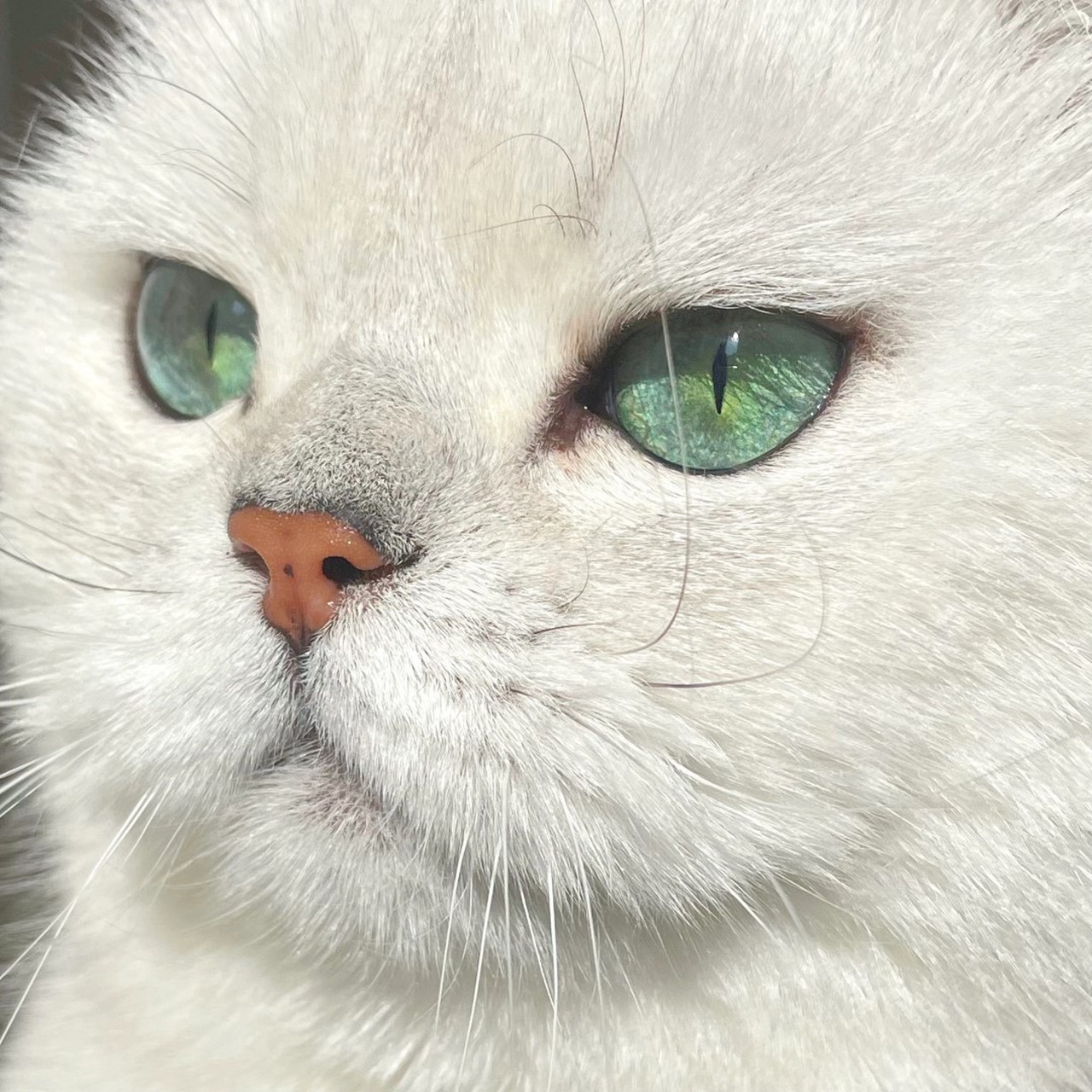 一组拽拽的,可以拿来当头像的猫猫照片
