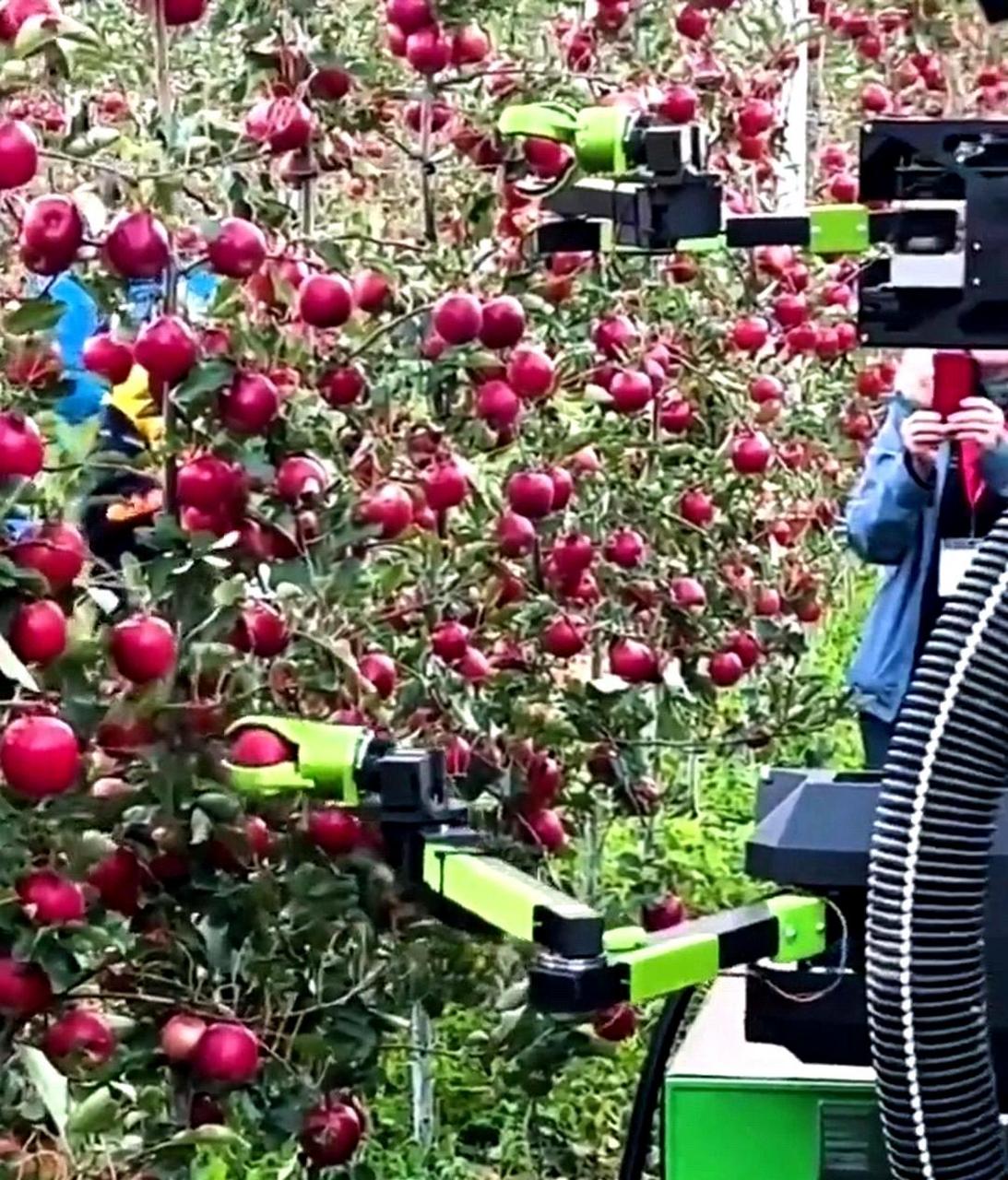 科技如今已经非常先进,甚至用机器人来摘苹果.