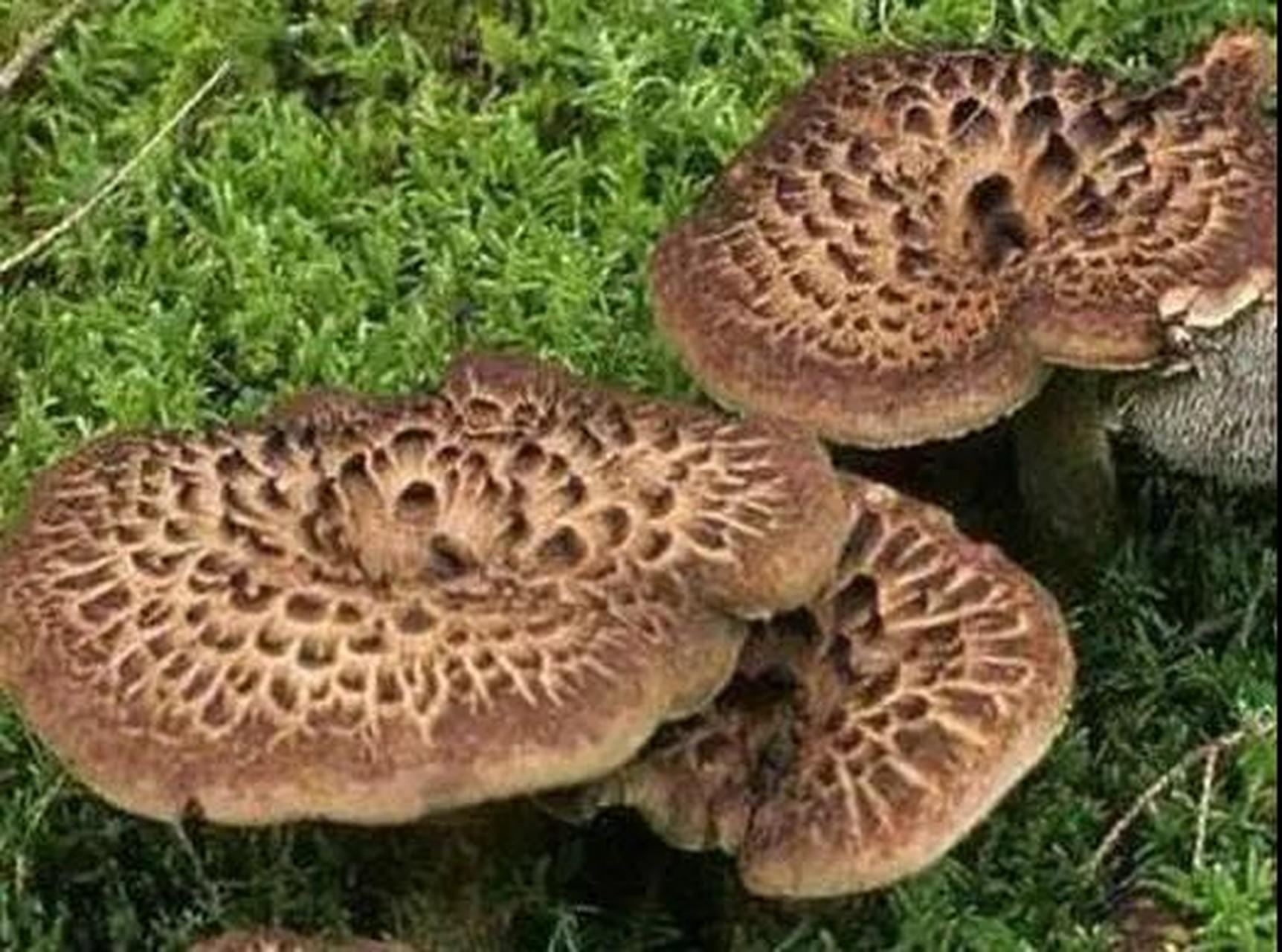 翘鳞肉齿菌作为十大名贵菌类之一,同样是营养价值特别难得的一种菌