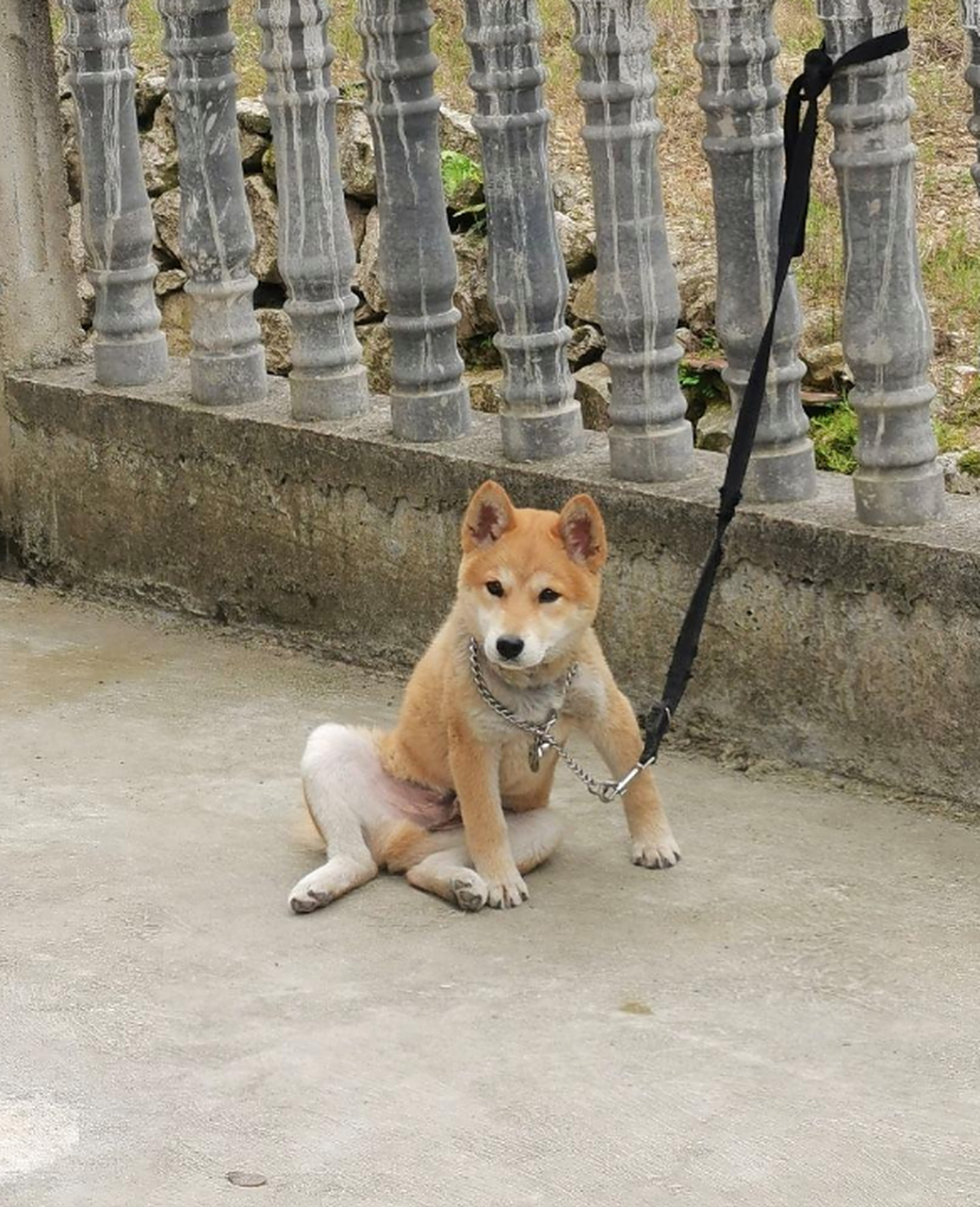 看到他们发狗狗的坐姿!