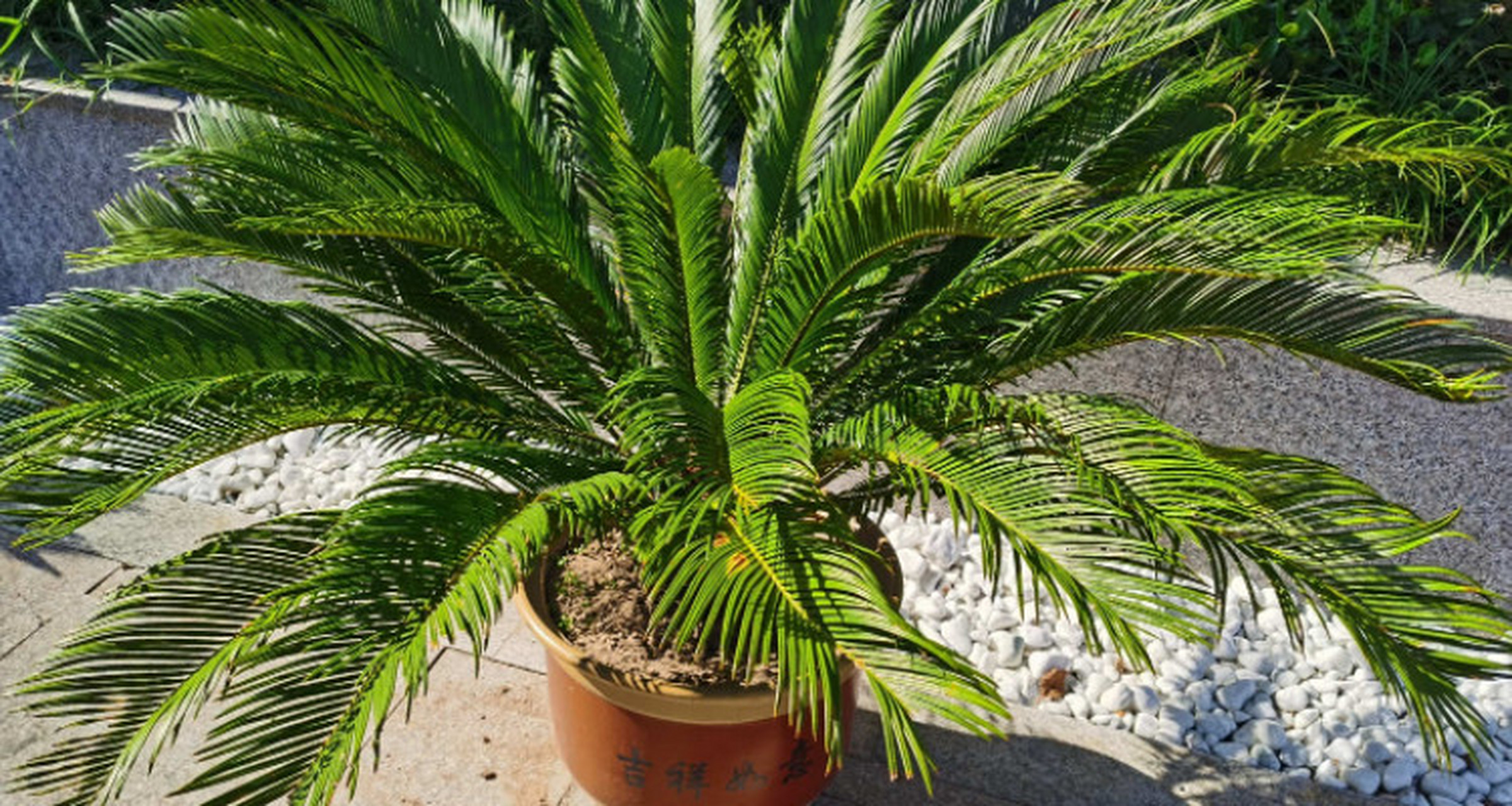 铁树在热带和亚热带地区广泛分布,喜欢阳光充足,湿润的环境.