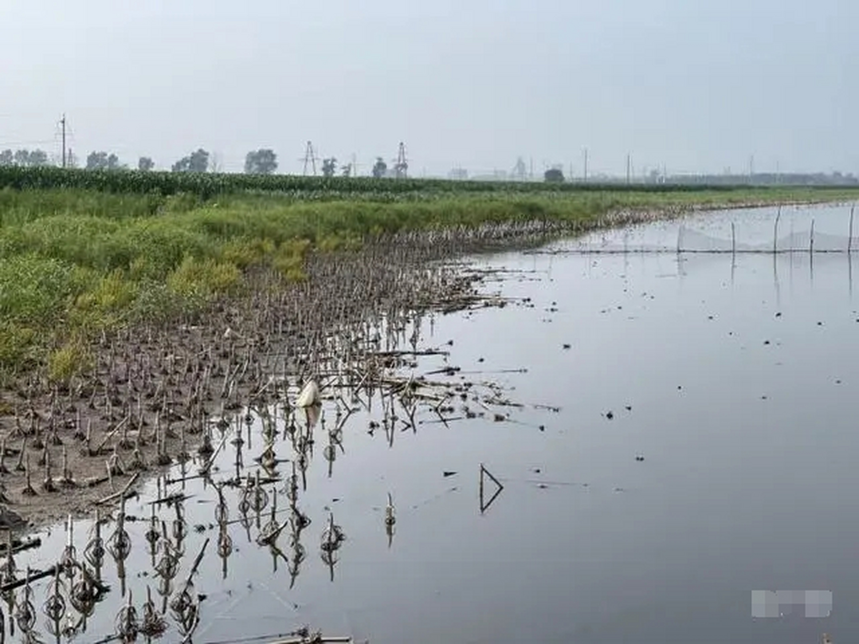 遼寧省鐵嶺市,位於北緯42度的黃金玉米帶,這片曾經富饒的土地如今卻