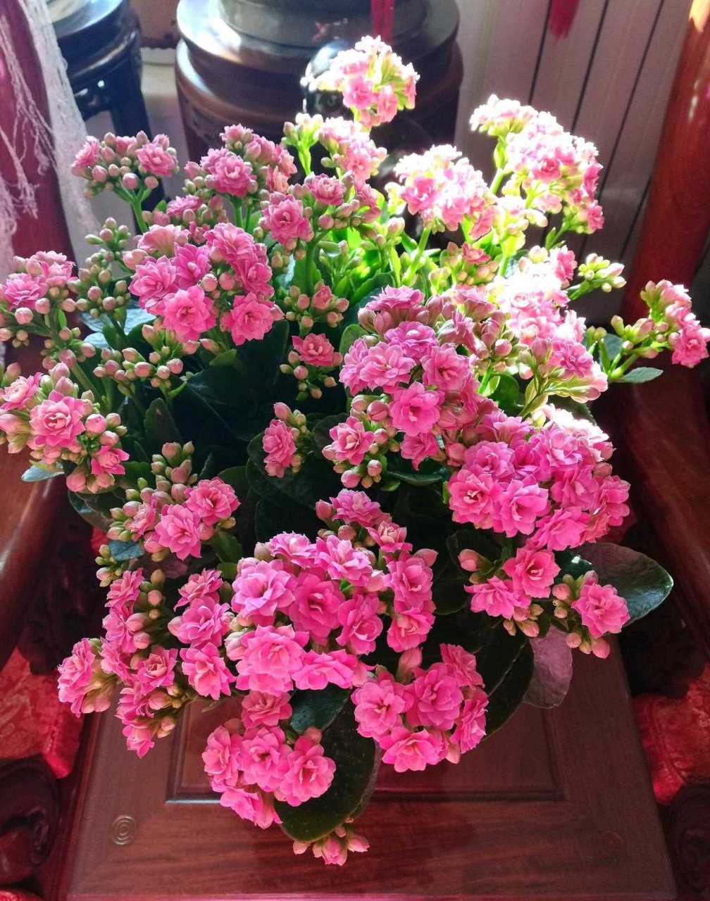 北阳台,封闭阳台也能养的花——长寿花"依恋粉",非常耐阴,对光照要求
