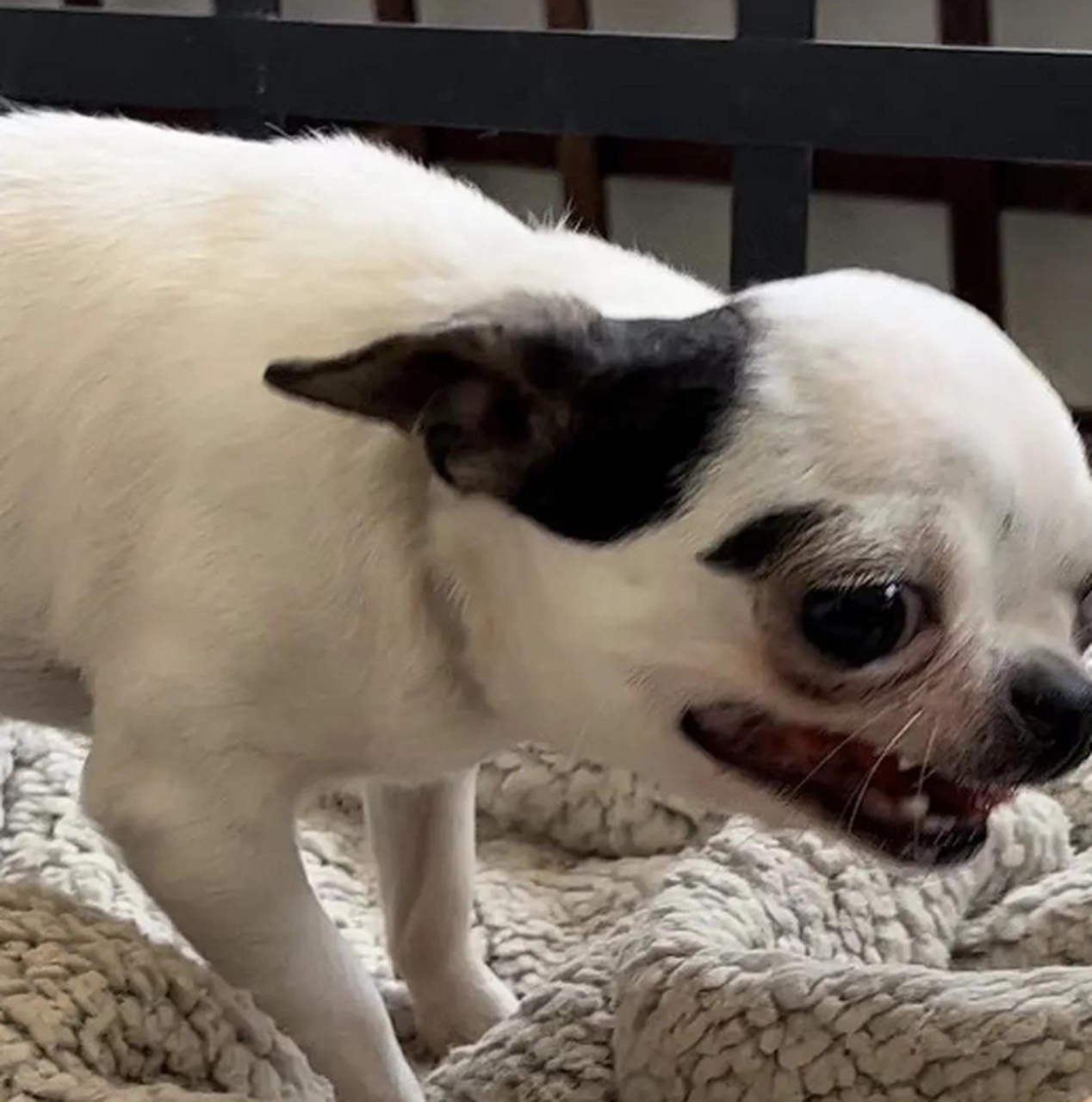 狗子为啥表情看着那么安详?