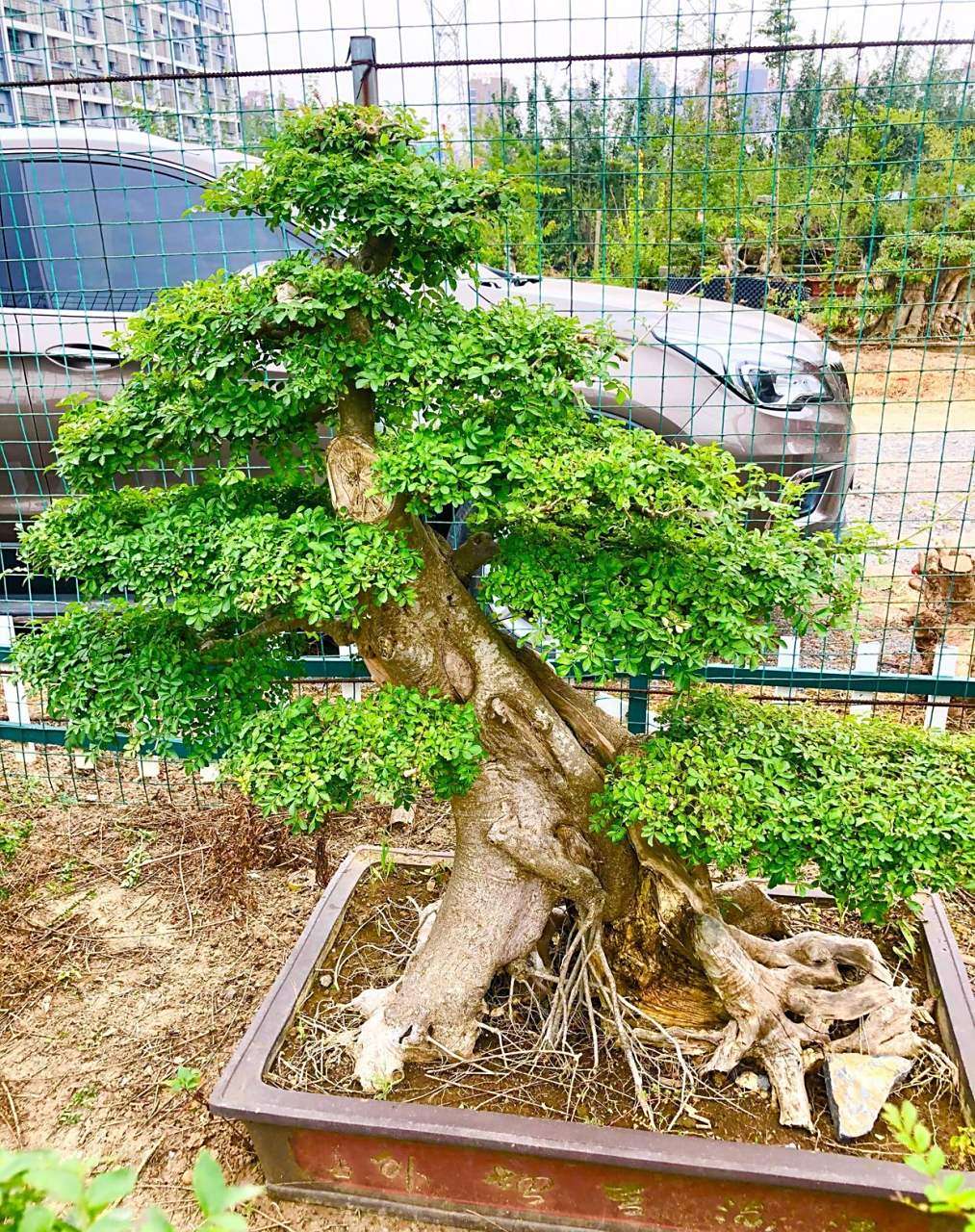 对节白蜡造型美观,春能赏叶,冬能赏枝, 对节白蜡树质硬朗,树干光滑