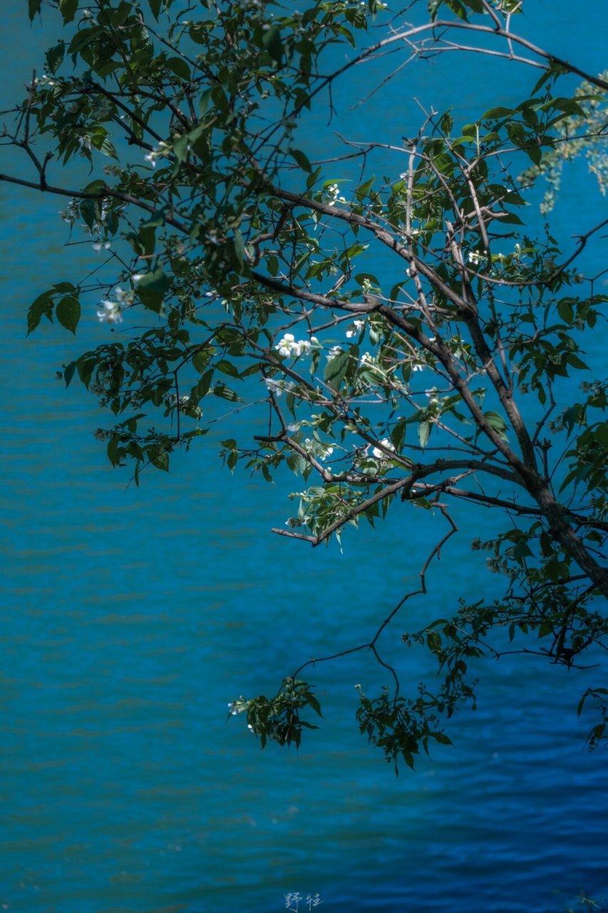 wild|夏日的蓝  治愈系风景!