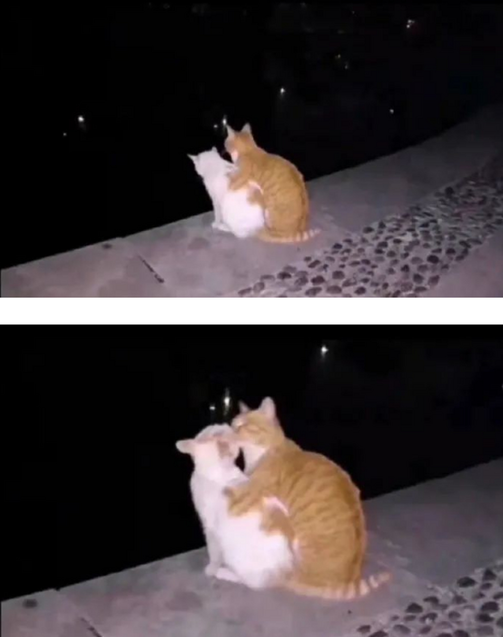 现在的猫越来越不像话了