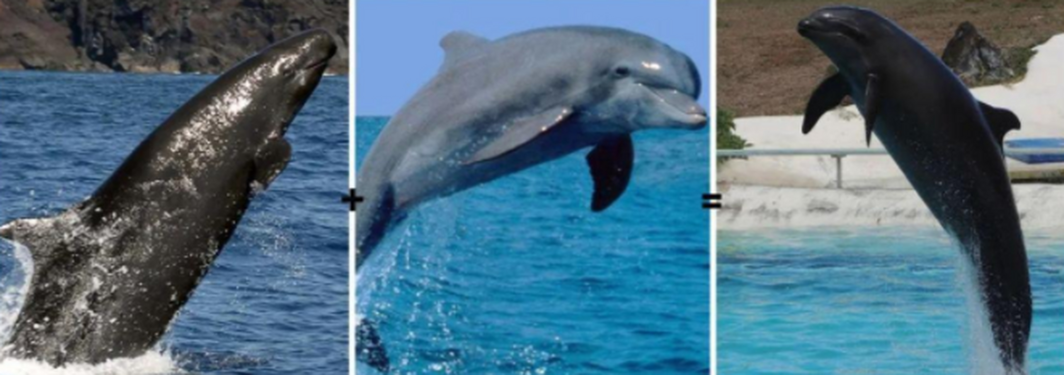 鲸豚:  这是雄性黑虎鲸和雌性宽吻海豚产生的后代,这种动物基本平均