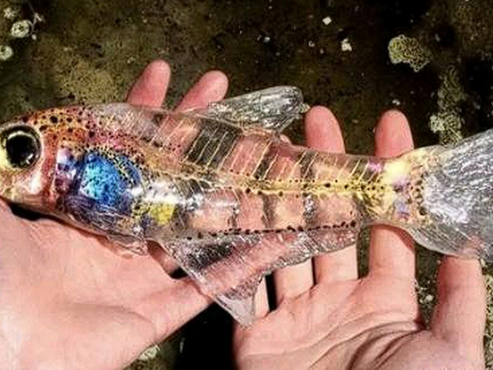 这条透明的鱼是什么鱼啊