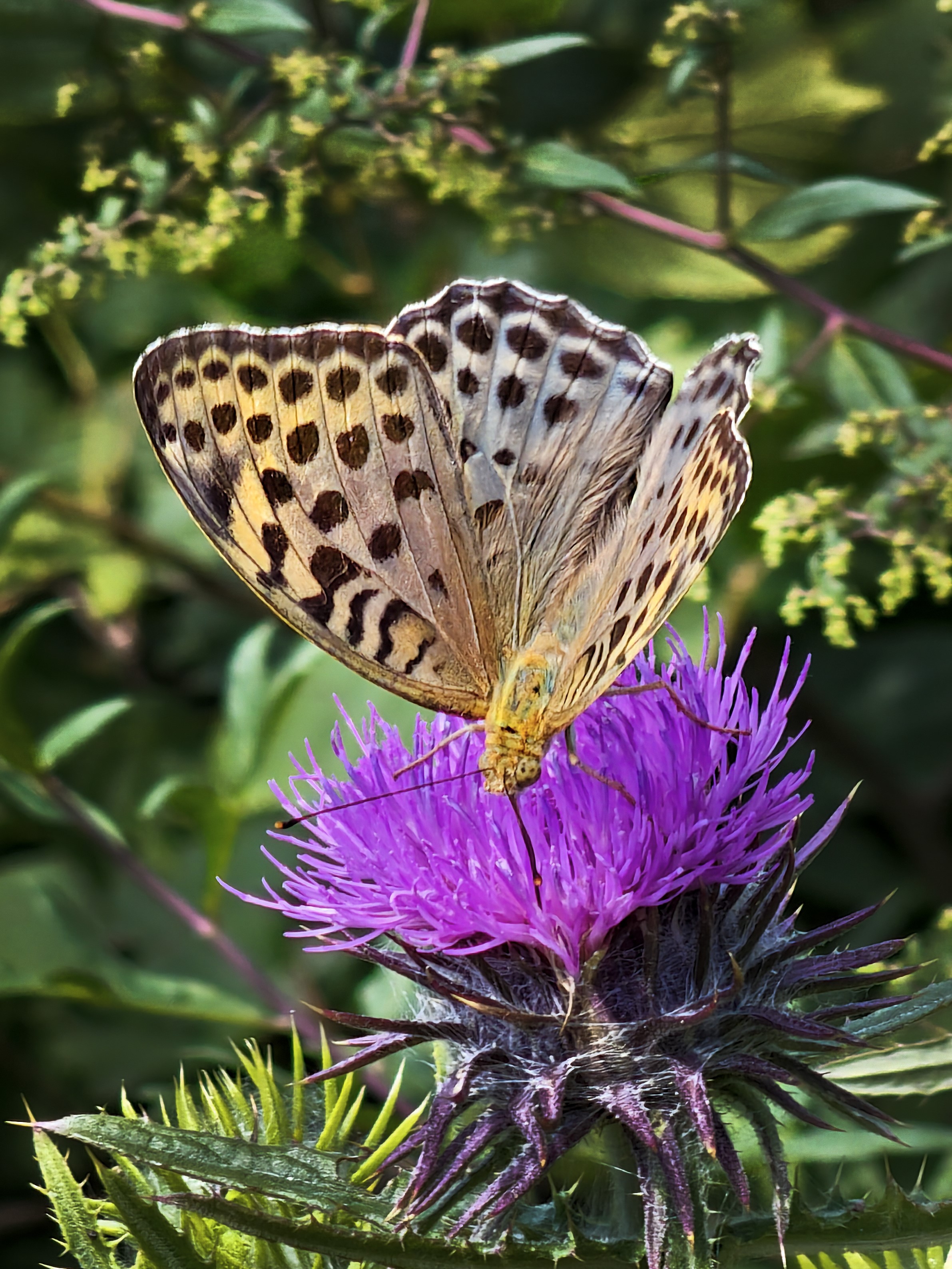 分享几张我在王莽岭旅游时,用手机拍摄的蝴蝶照片,希望大家喜欢