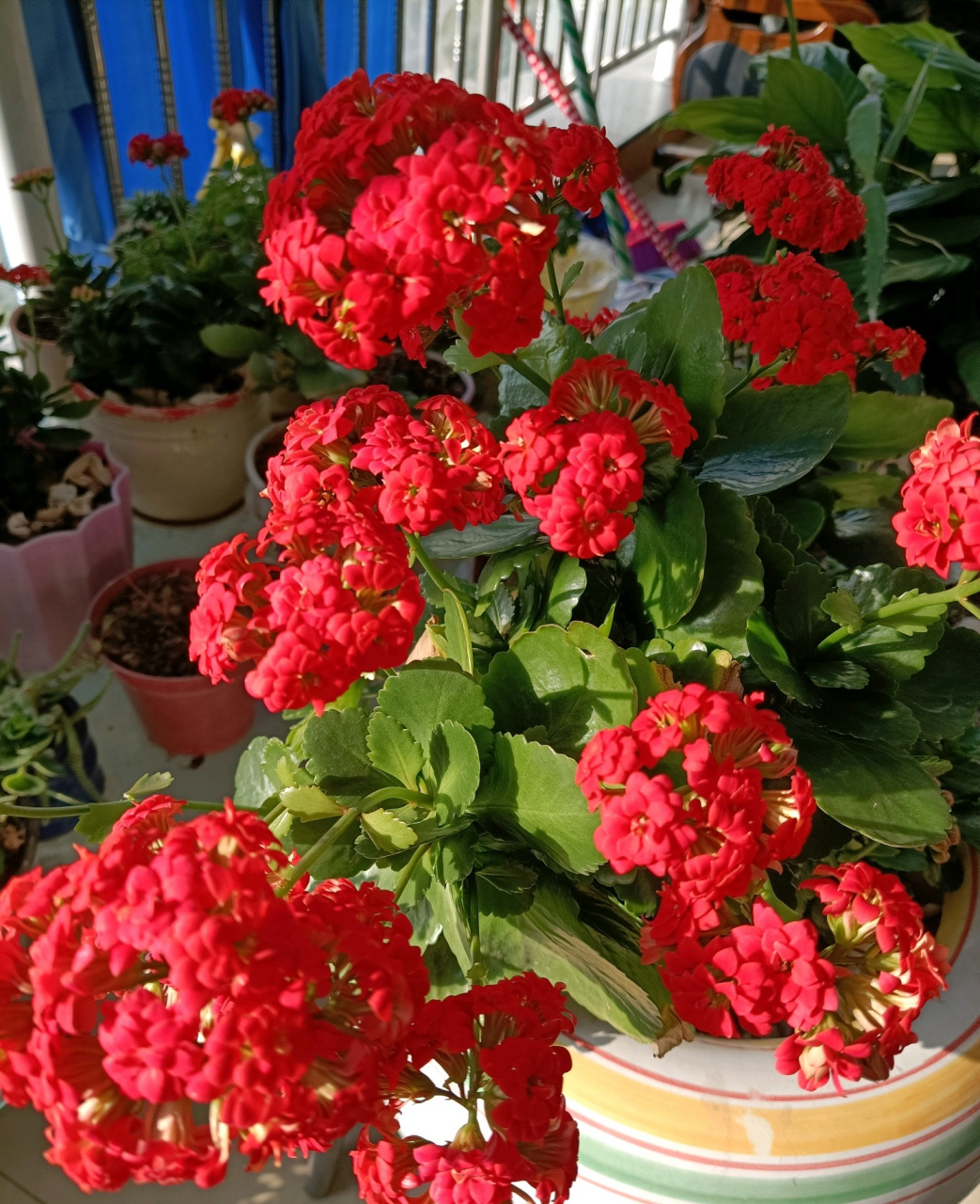 长寿花"吉祥红",很适合当年宵花的室内盆栽,植株低矮小巧,高只有二