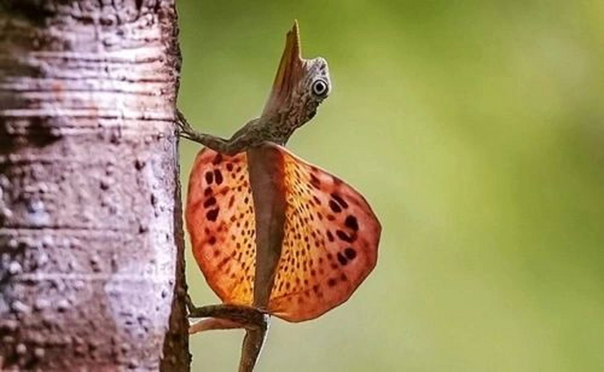 会飞的蜥蜴06 飞蜥 我国特产裸耳飞蜥和斑飞蜥两种 云南西藏 广西