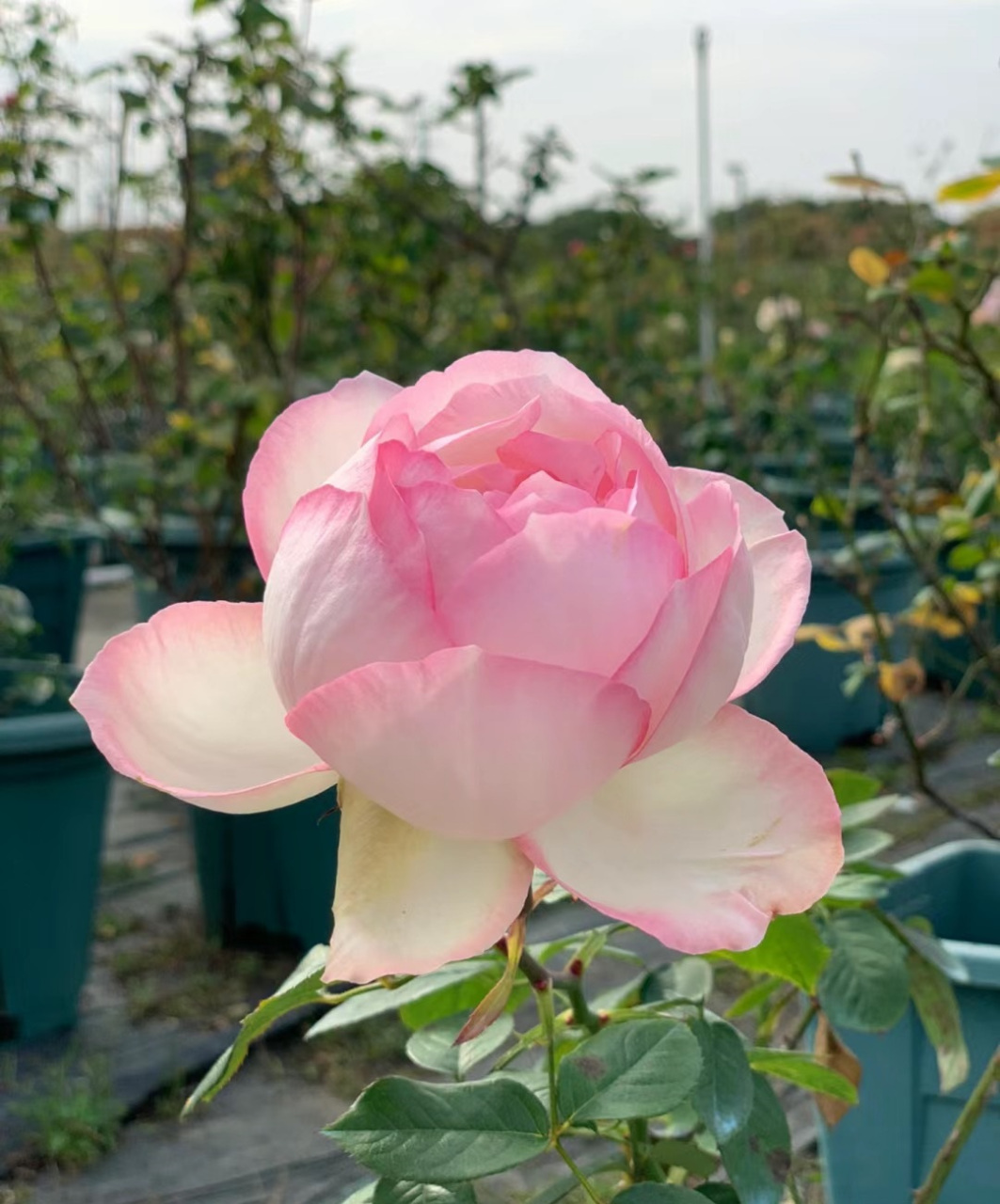 秋天,是月季花的第二个盛花期,这个品种名叫"乐天派",一个可以和切花