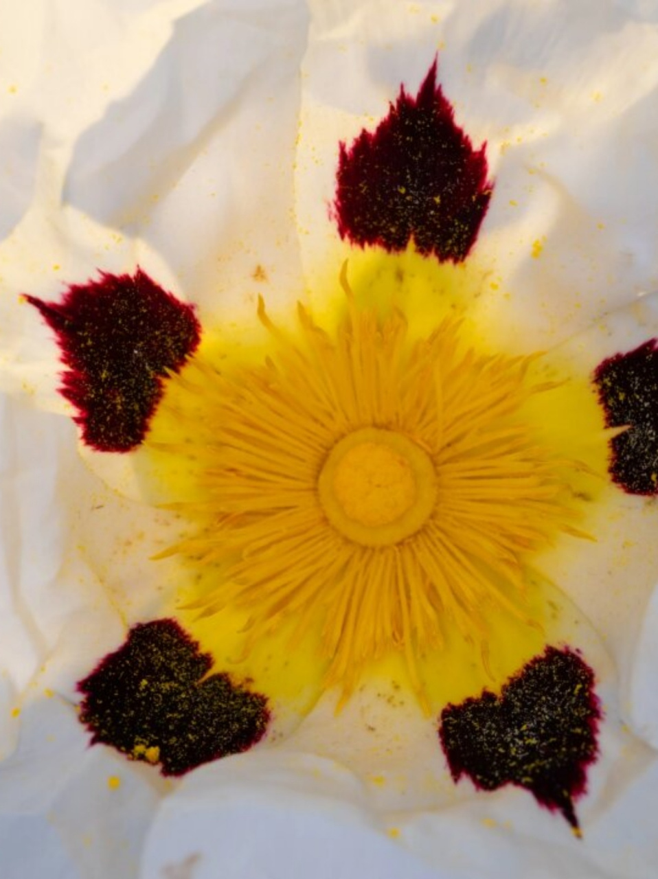 长得柔柔弱弱没想到是个纵火犯  岩蔷薇的花语是"拒绝"和"敏感",这