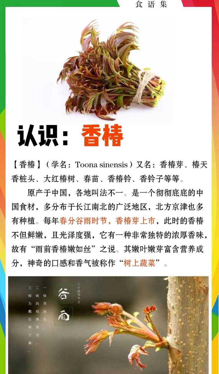 【香椿】(学名:toona sinensis)又名:香椿芽,椿天,香桩头,大红椿树