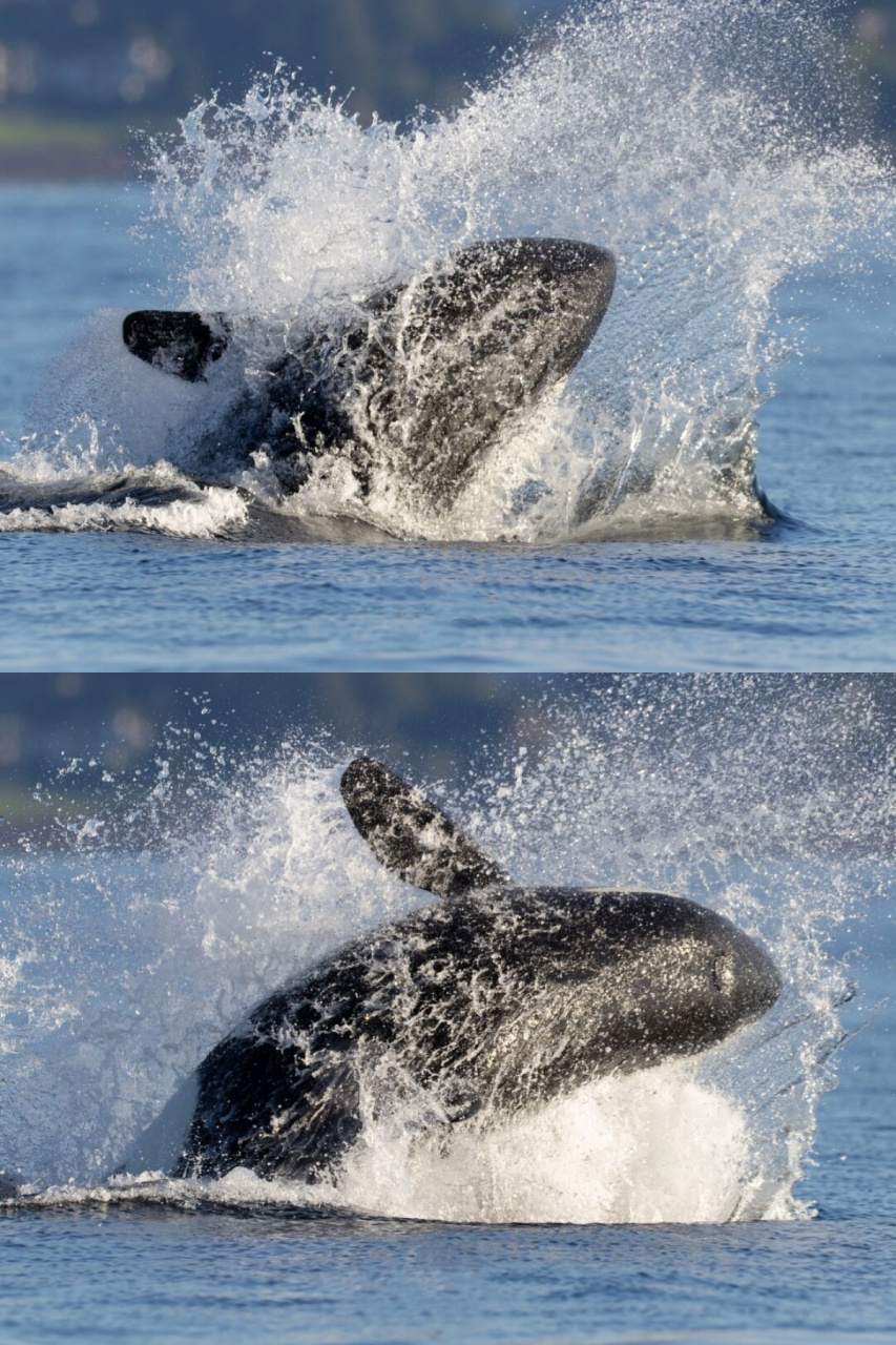 快乐时刻:虎鲸开心的模样  在解决了午餐之后,西海岸过客型虎鲸t109a2