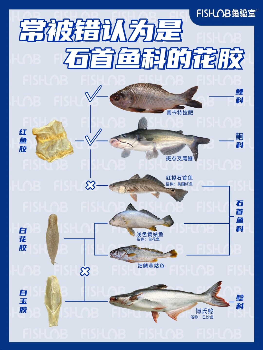 在研究过程中我们发现很多即食鱼胶制品所用材料为红鱼胶与白玉 