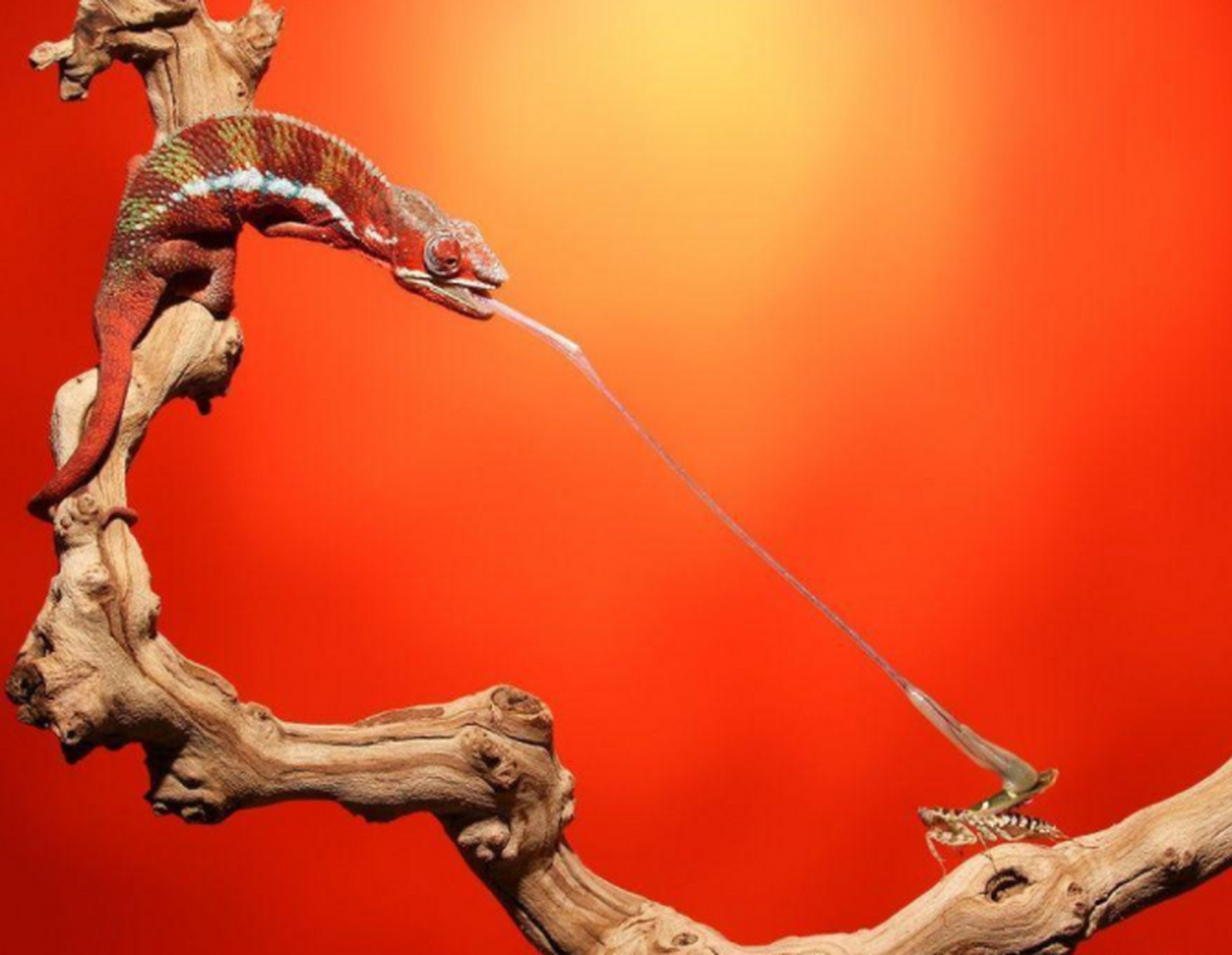 变色龙捕食螳螂的瞬间,在几十厘米以外精准定位,帅得不行