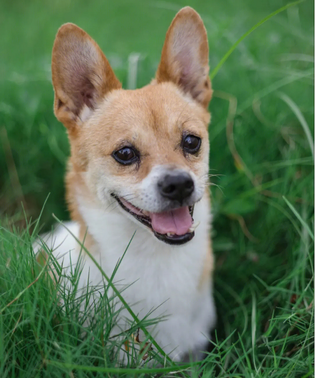 给俺滴狗拍几张写真