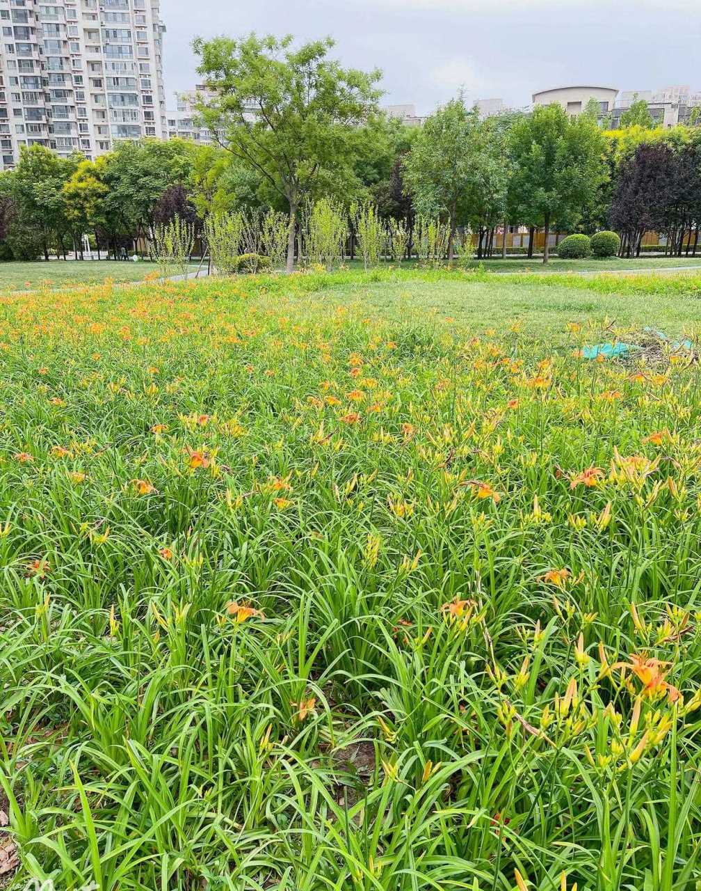 坐标天津滨海 午休 随拍[二哈 花红 草绿[色 空气 清新[哈欠 温馨