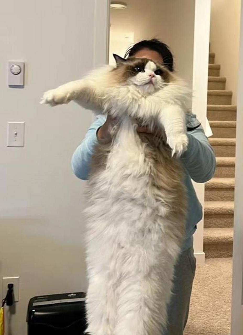 赶快去看看你家的布偶猫合不合格吧!