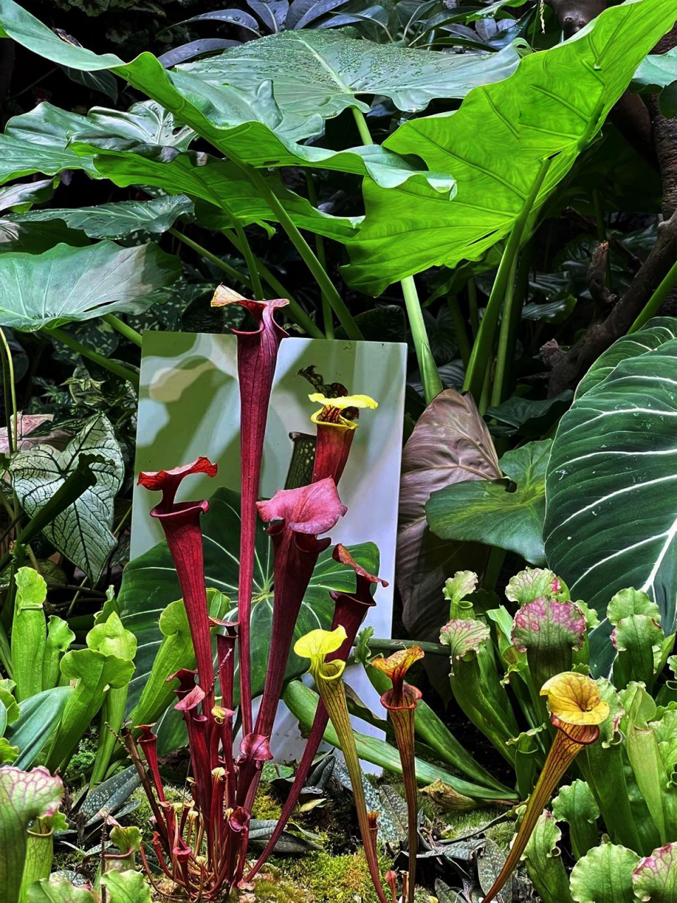 神奇生物科普|瓶子草为什么要吃虫子?