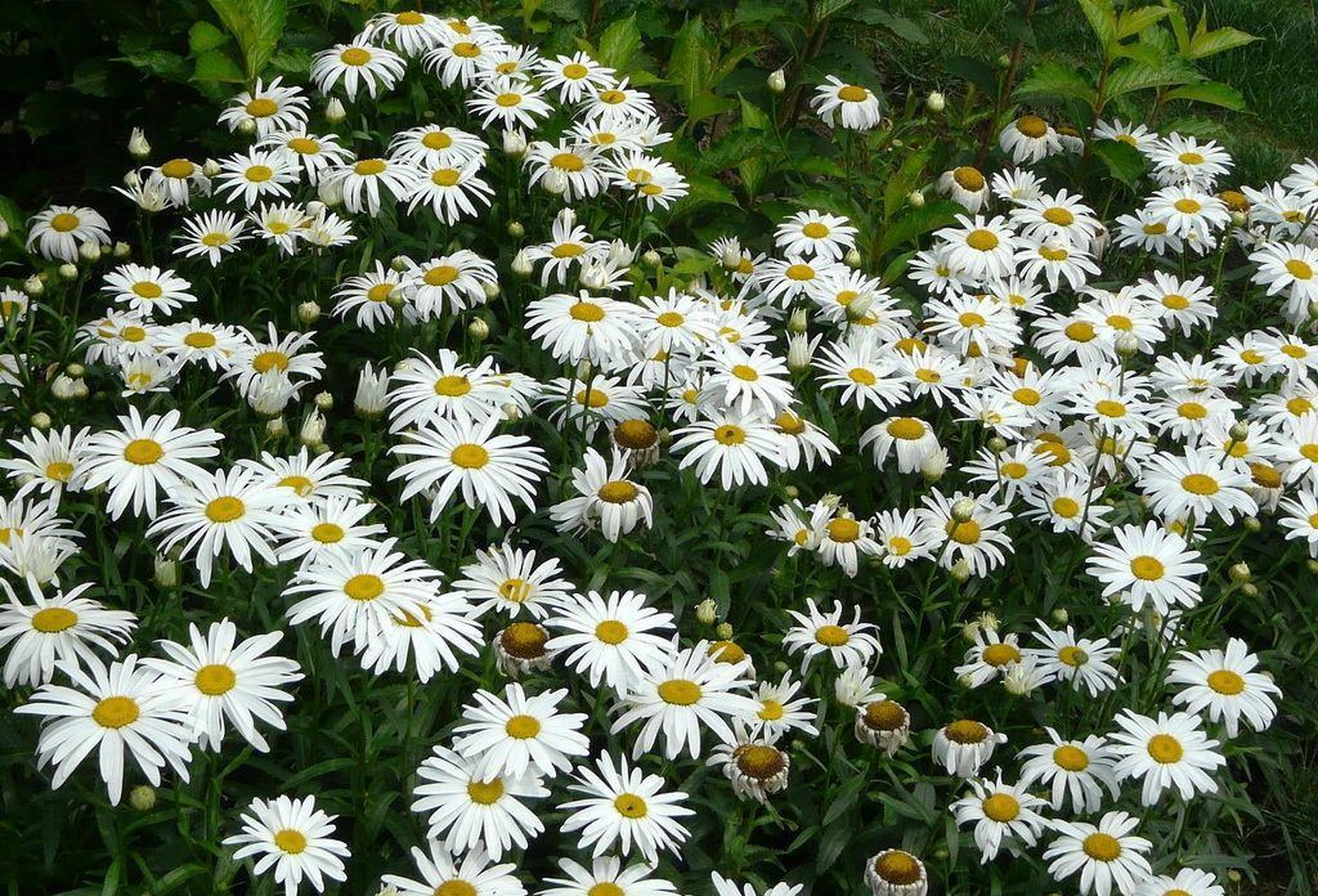 白晶菊是一种比较常见的草本植物,它又叫做小白菊,株型有些低矮,叶片