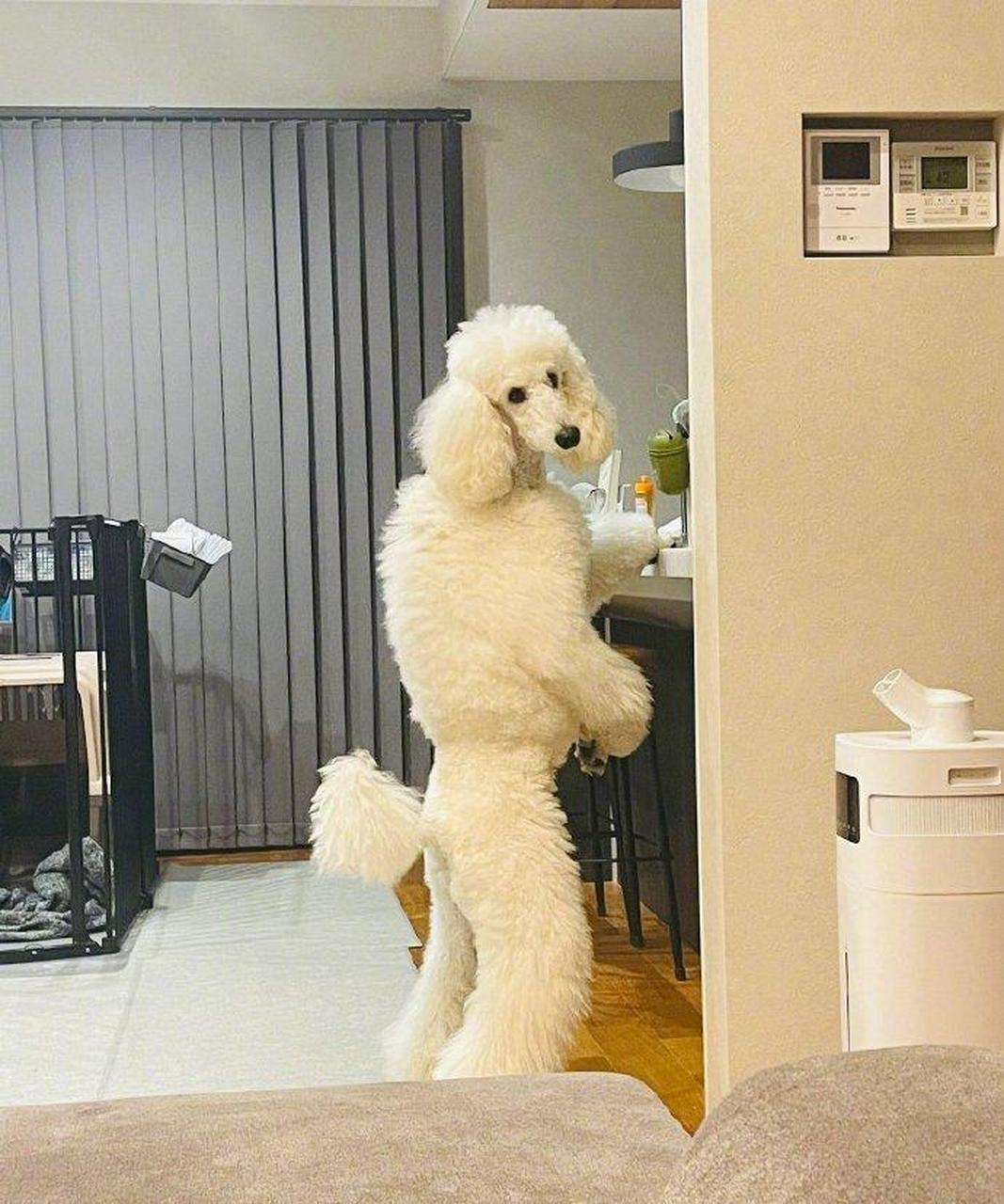 笑死我了,这只巨型贵宾犬好像人啊!